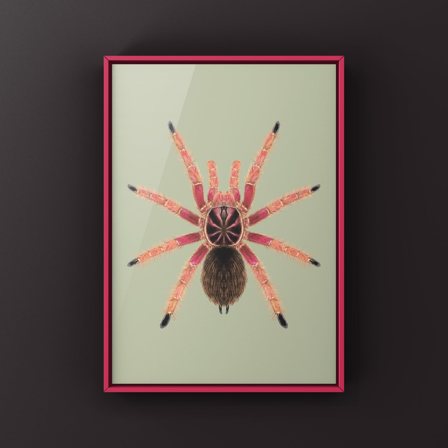 Sunburst Tarantula, Pamphobeteus sp. Solaris, Photographic Art Print from The Silk Ranch