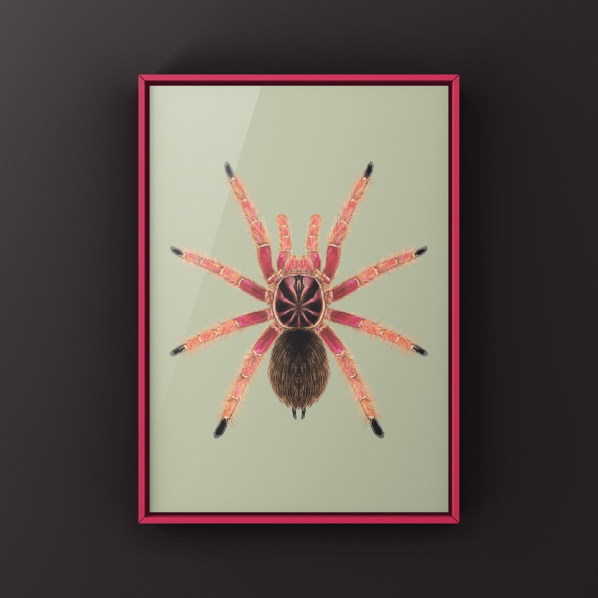 Sunburst Tarantula, Pamphobeteus sp. Solaris, Photographic Art Print from The Silk Ranch