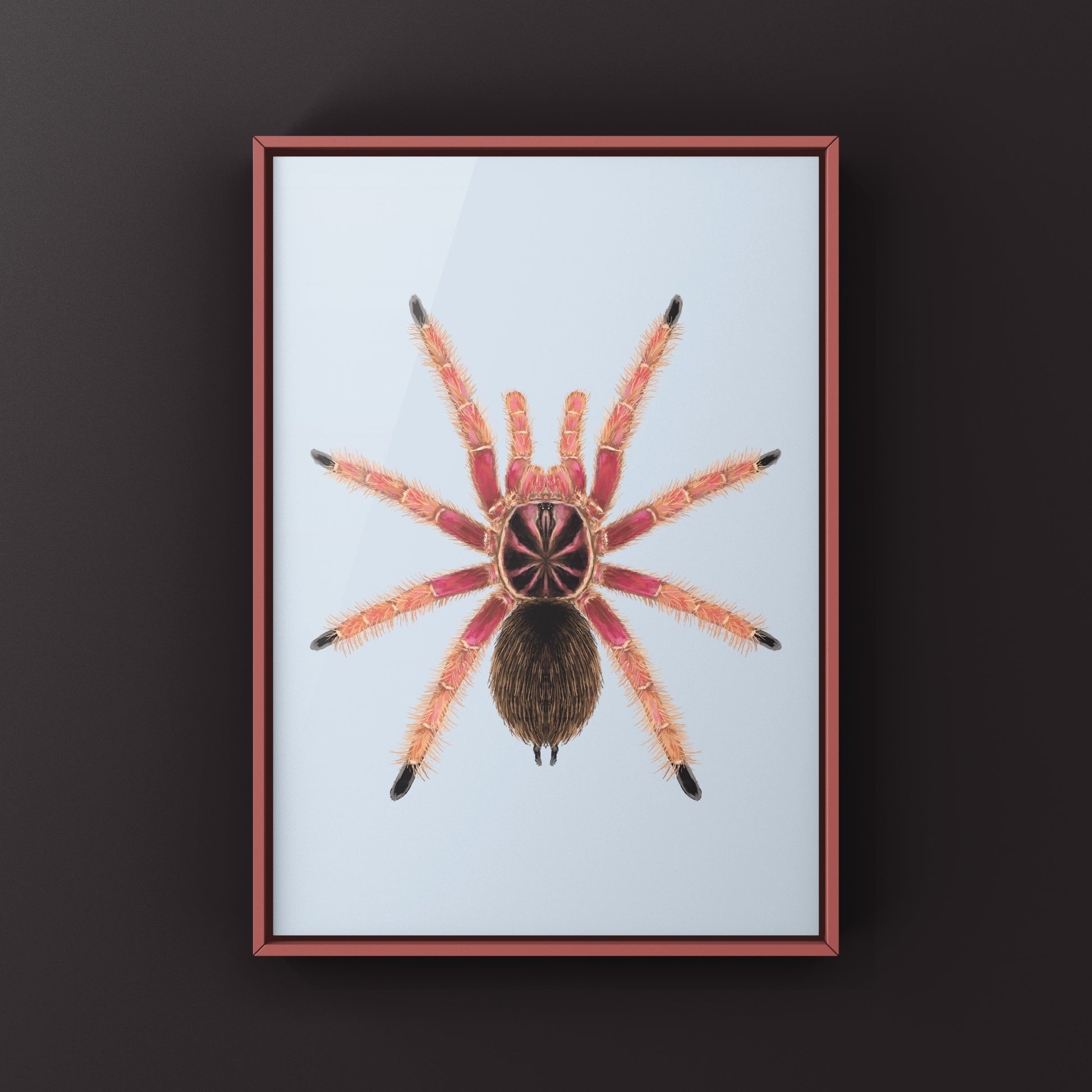 Sunburst Tarantula, Pamphobeteus sp. Solaris, Photographic Art Print from The Silk Ranch