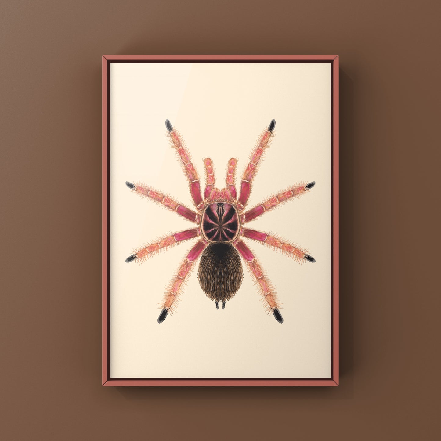 Sunburst Tarantula, Pamphobeteus sp. Solaris, Photographic Art Print from The Silk Ranch