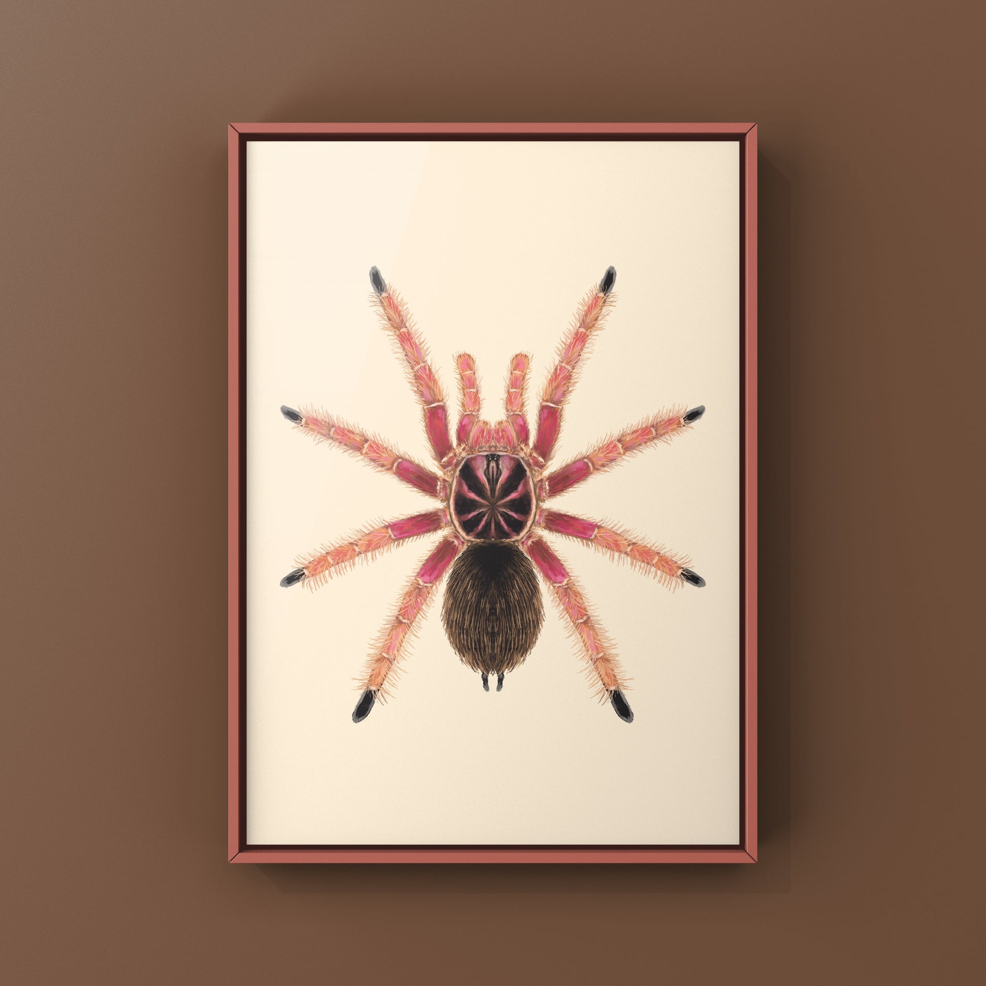 Sunburst Tarantula, Pamphobeteus sp. Solaris, Photographic Art Print from The Silk Ranch
