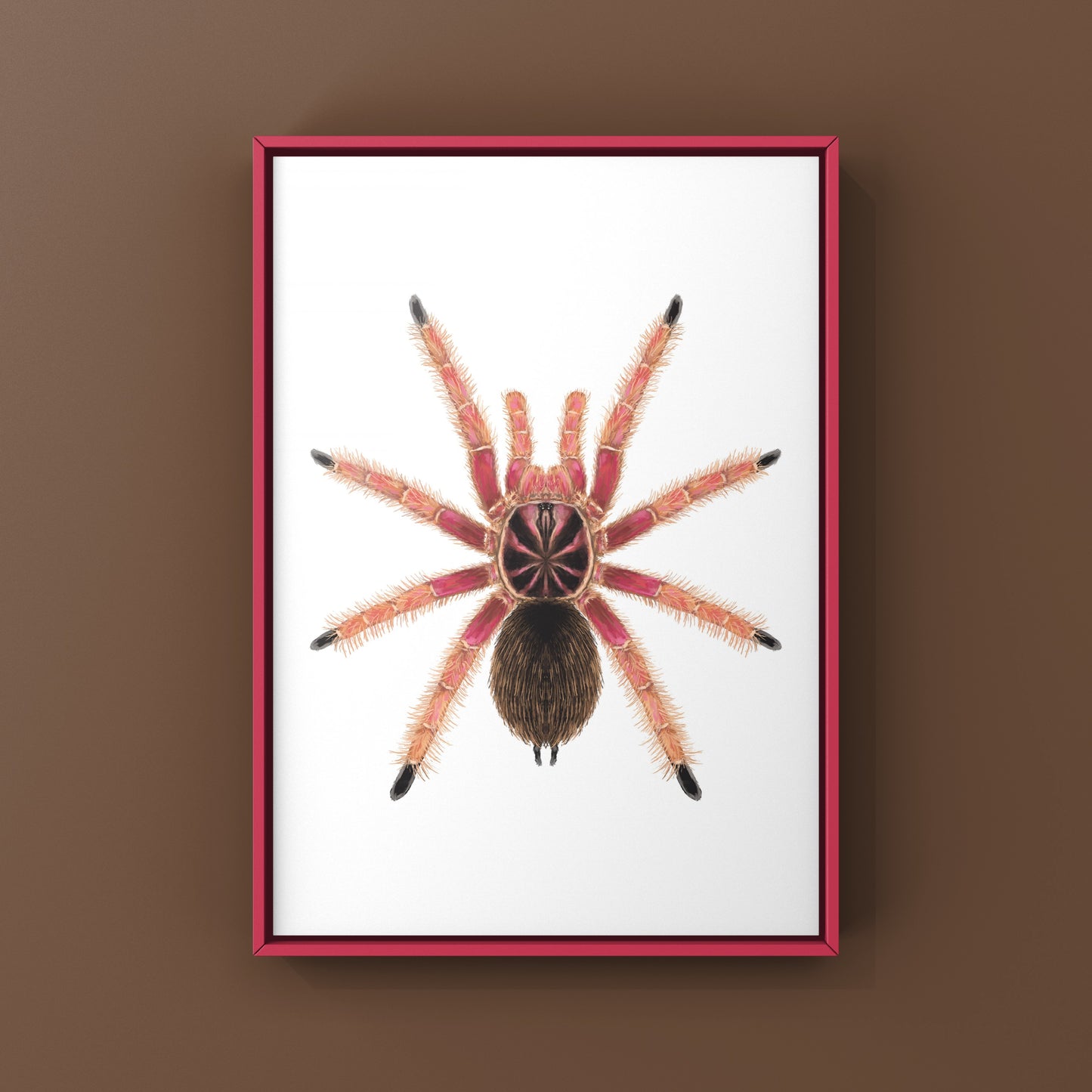 Sunburst Tarantula, Pamphobeteus sp. Solaris, Photographic Art Print from The Silk Ranch