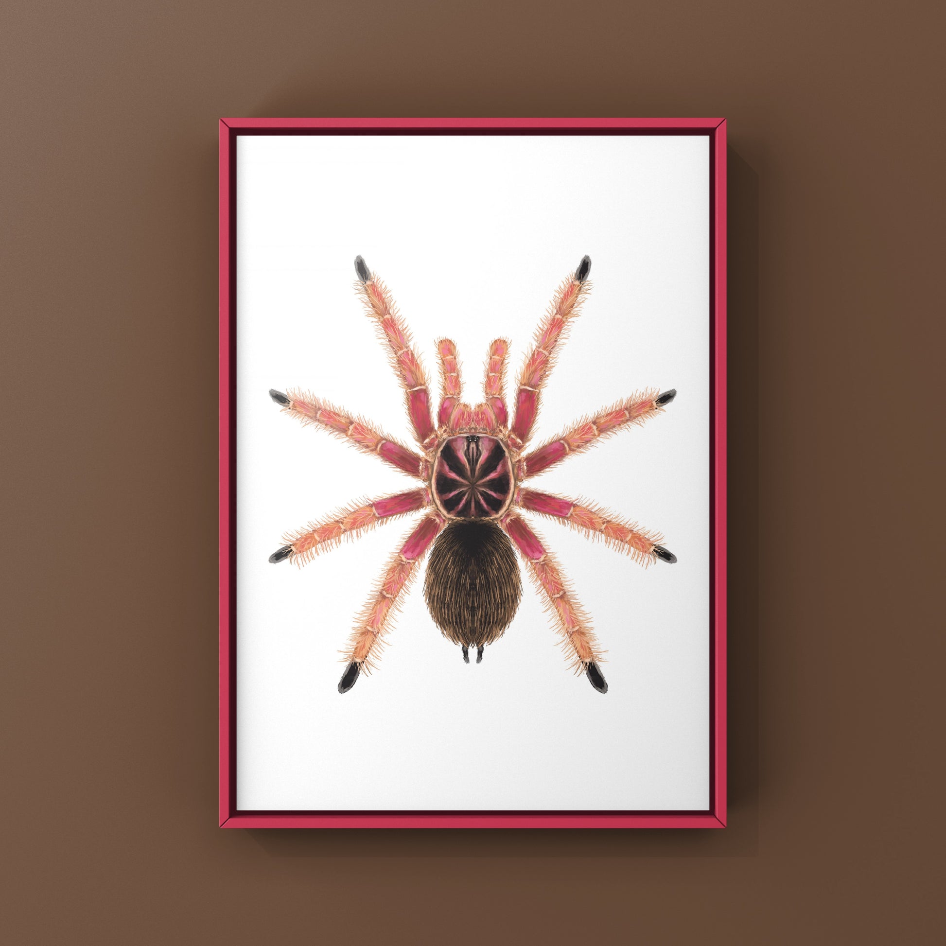 Sunburst Tarantula, Pamphobeteus sp. Solaris, Photographic Art Print from The Silk Ranch