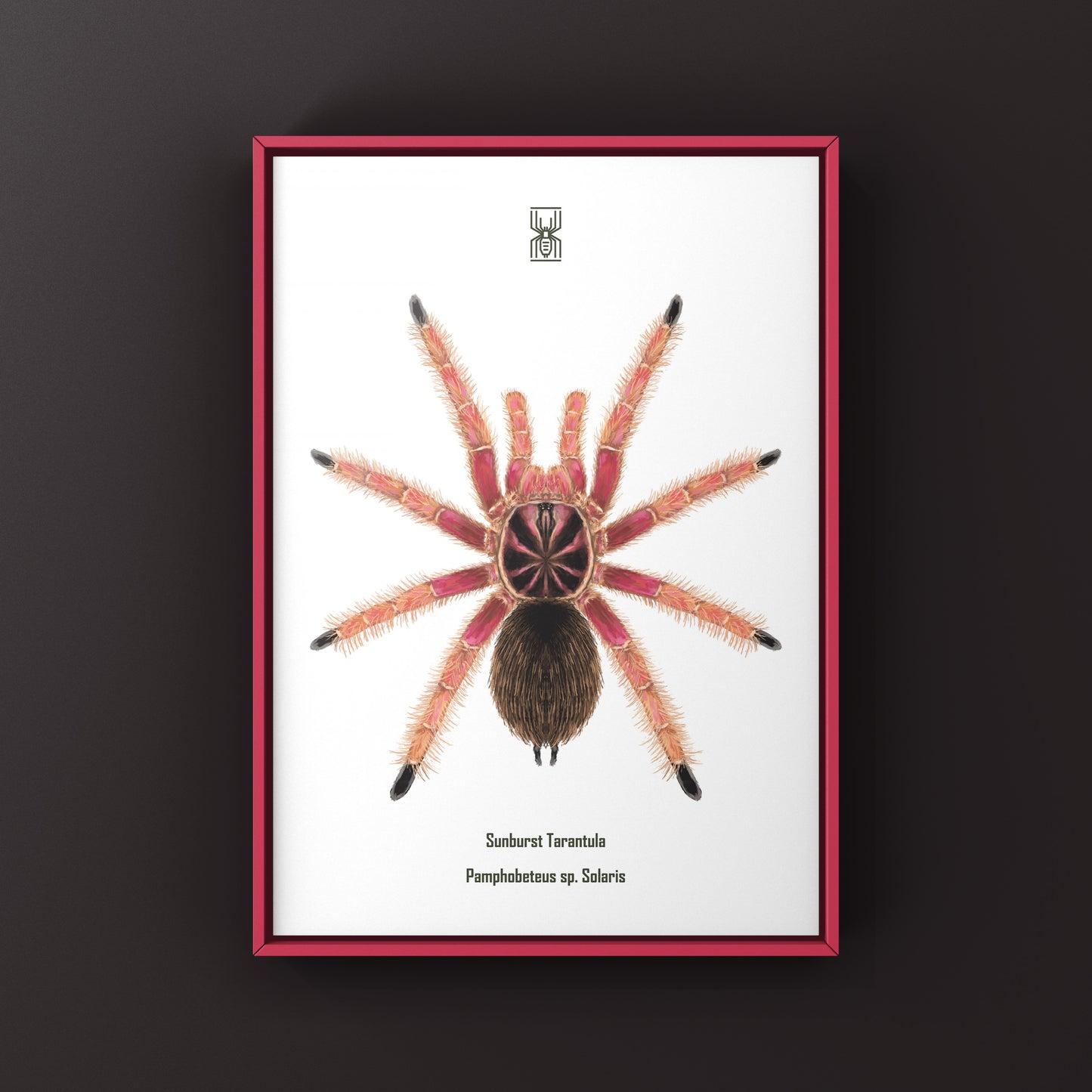 Sunburst Tarantula, Pamphobeteus sp. Solaris, Photographic Art Print from The Silk Ranch