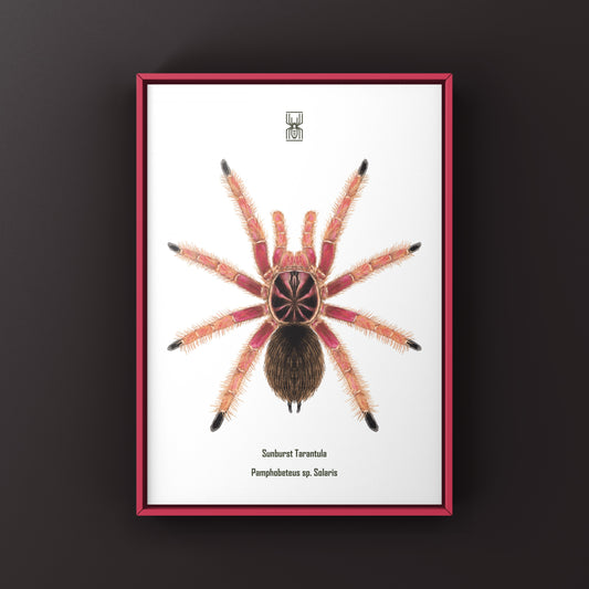 Sunburst Tarantula, Pamphobeteus sp. Solaris, Photographic Art Print from The Silk Ranch