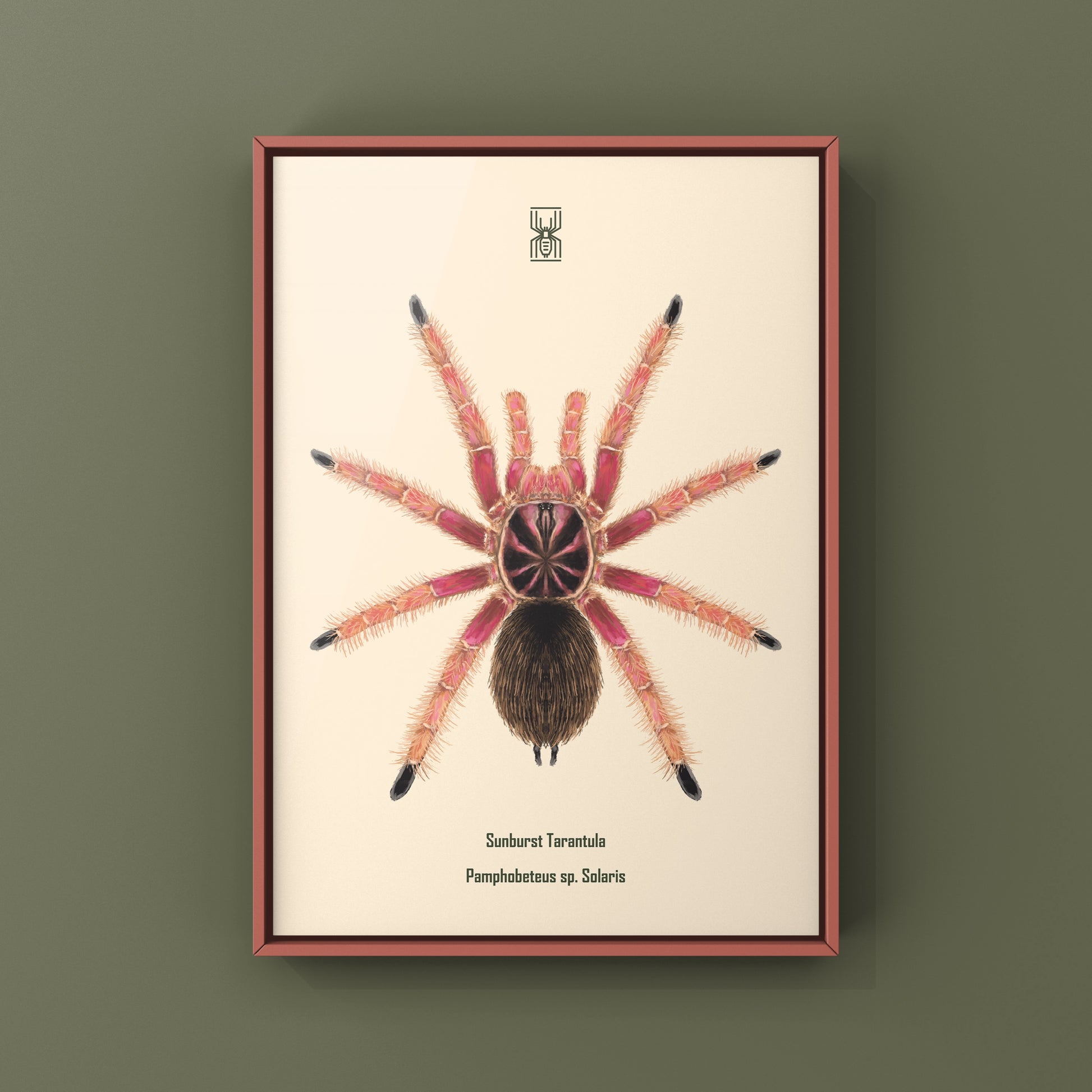 Sunburst Tarantula, Pamphobeteus sp. Solaris, Photographic Art Print from The Silk Ranch