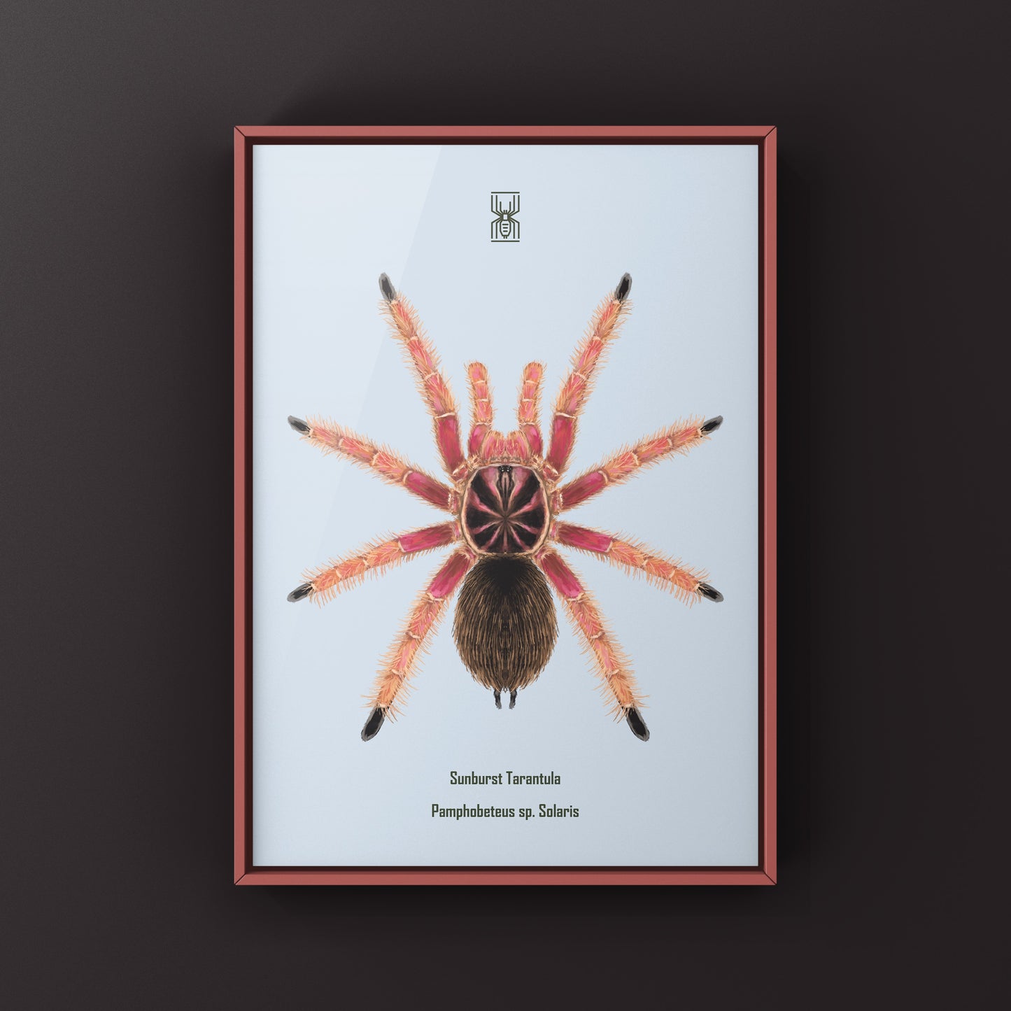 Sunburst Tarantula, Pamphobeteus sp. Solaris, Photographic Art Print from The Silk Ranch