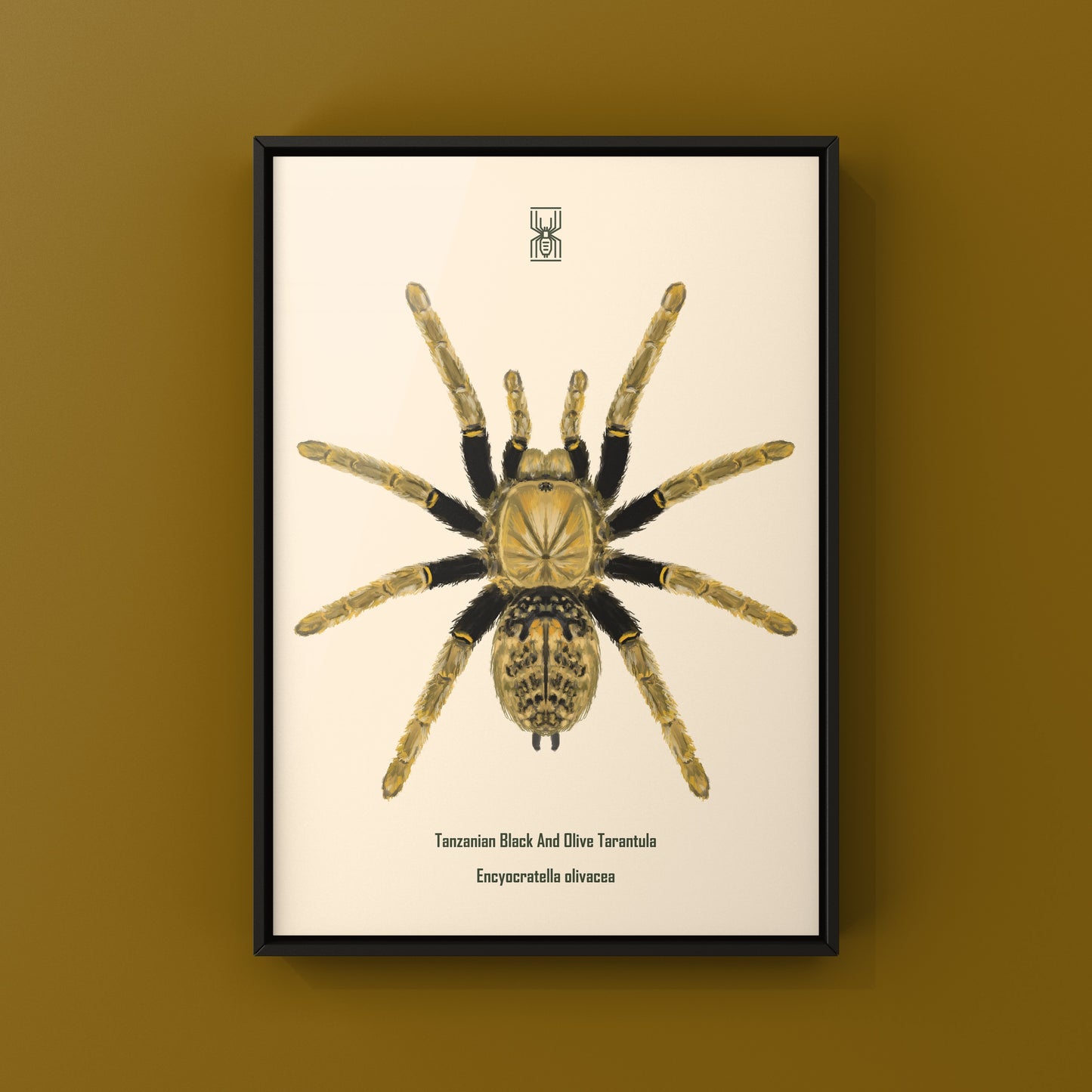 Tanzanian Black and Olive Tarantula, Encyocratella Olivacea, Photographic Art Print from The Silk Ranch