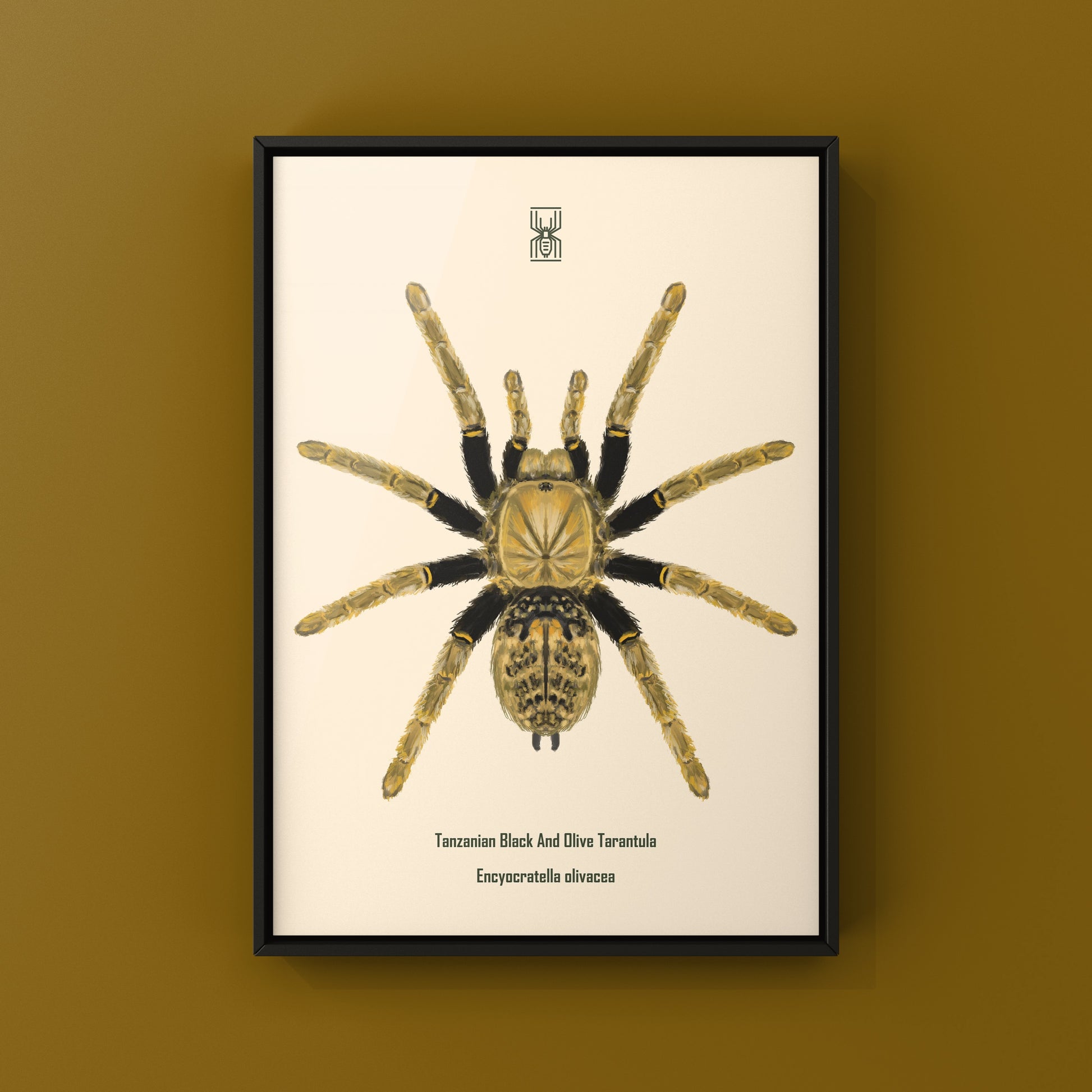 Tanzanian Black and Olive Tarantula, Encyocratella Olivacea, Photographic Art Print from The Silk Ranch