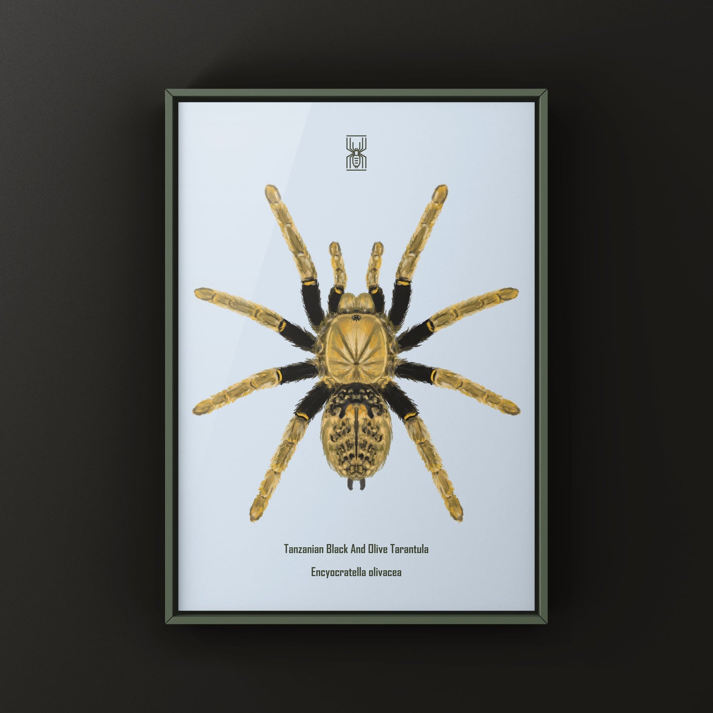 Tanzanian Black and Olive Tarantula, Encyocratella Olivacea, Photographic Art Print from The Silk Ranch