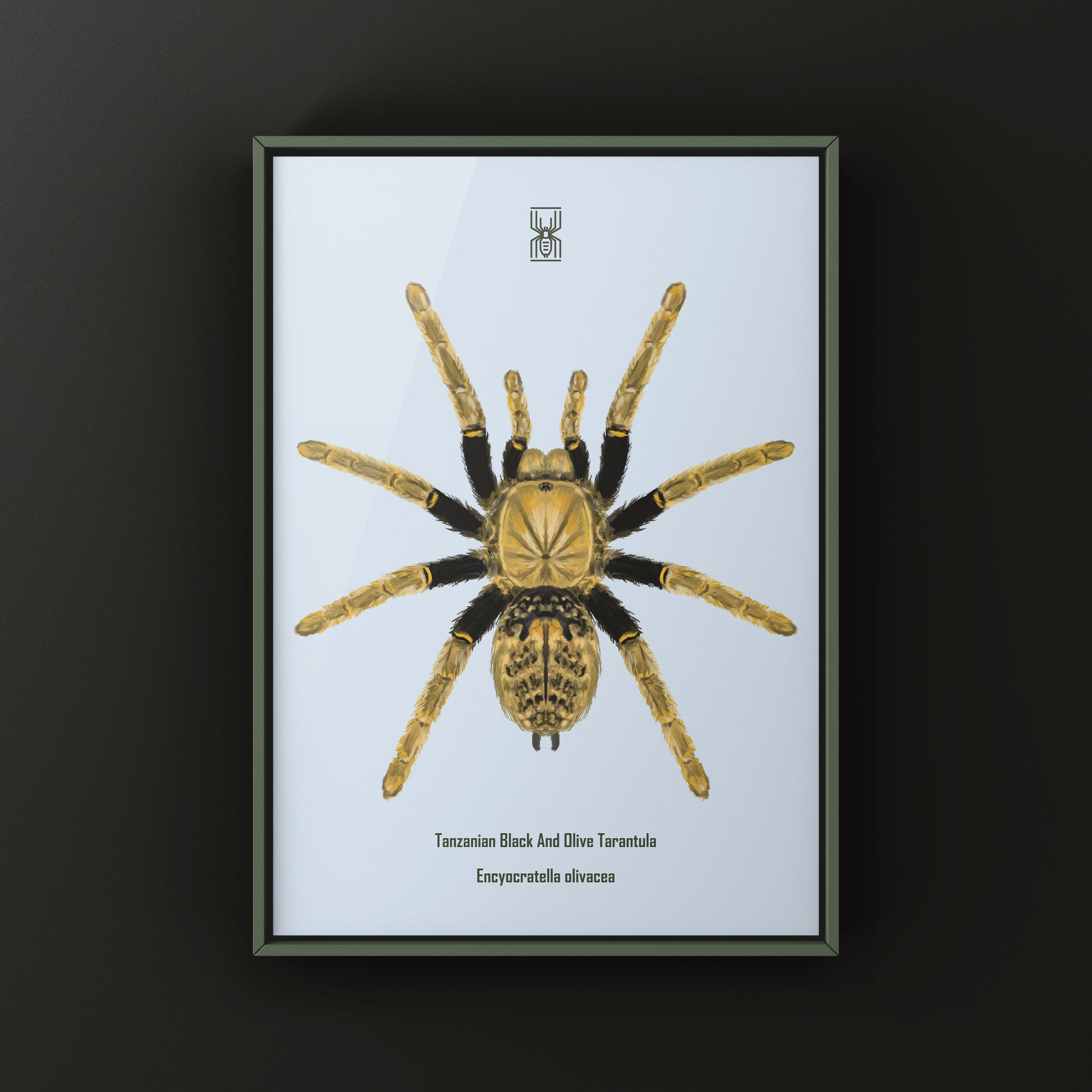 Tanzanian Black and Olive Tarantula, Encyocratella Olivacea, Photographic Art Print from The Silk Ranch