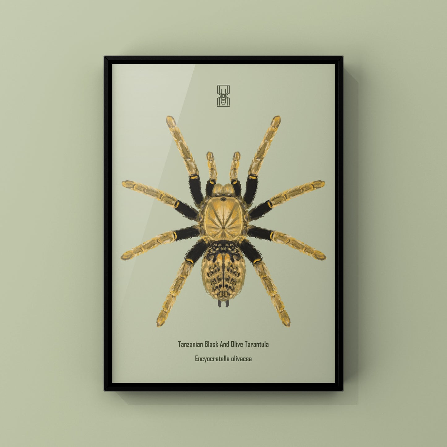 Tanzanian Black and Olive Tarantula, Encyocratella Olivacea, Photographic Art Print from The Silk Ranch