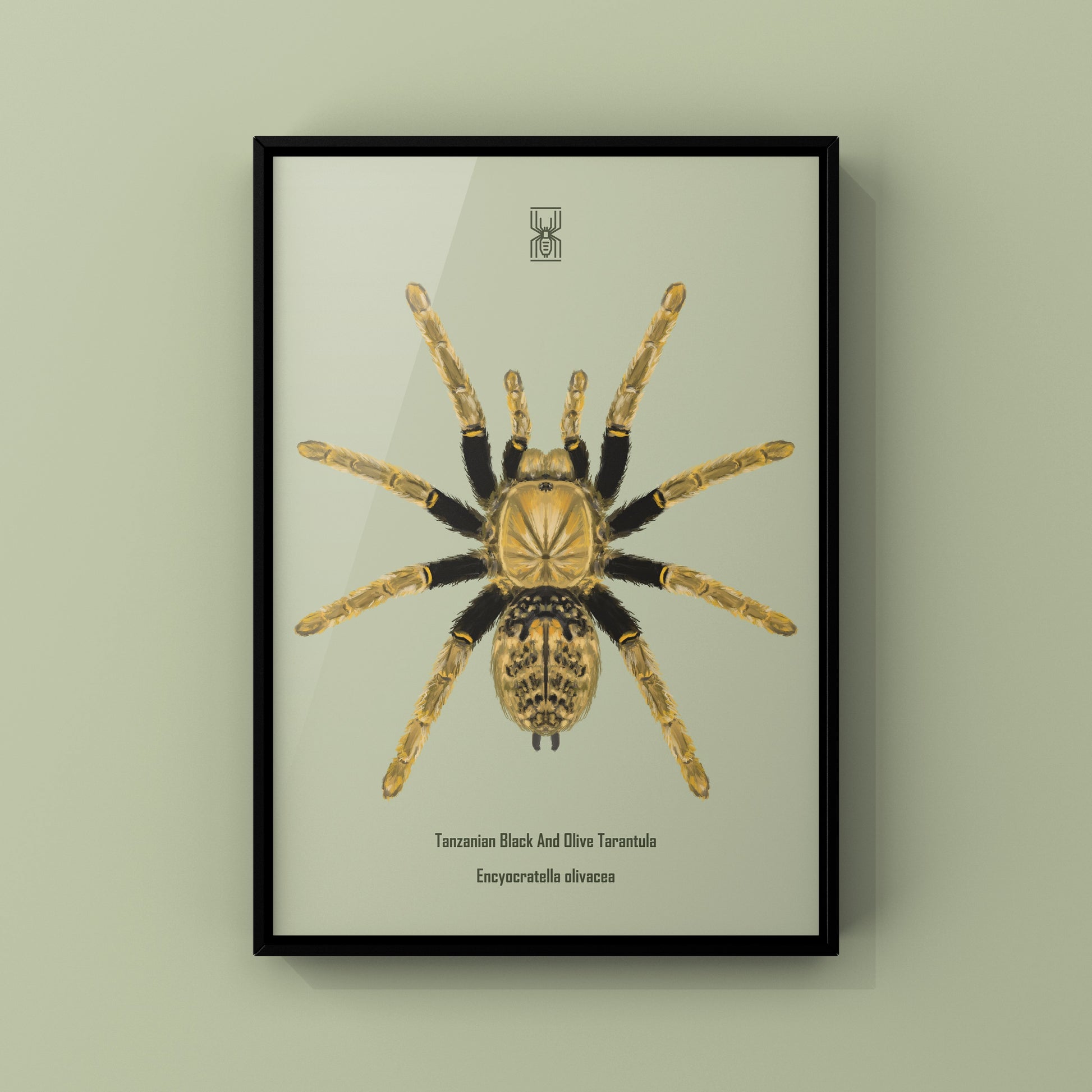 Tanzanian Black and Olive Tarantula, Encyocratella Olivacea, Photographic Art Print from The Silk Ranch