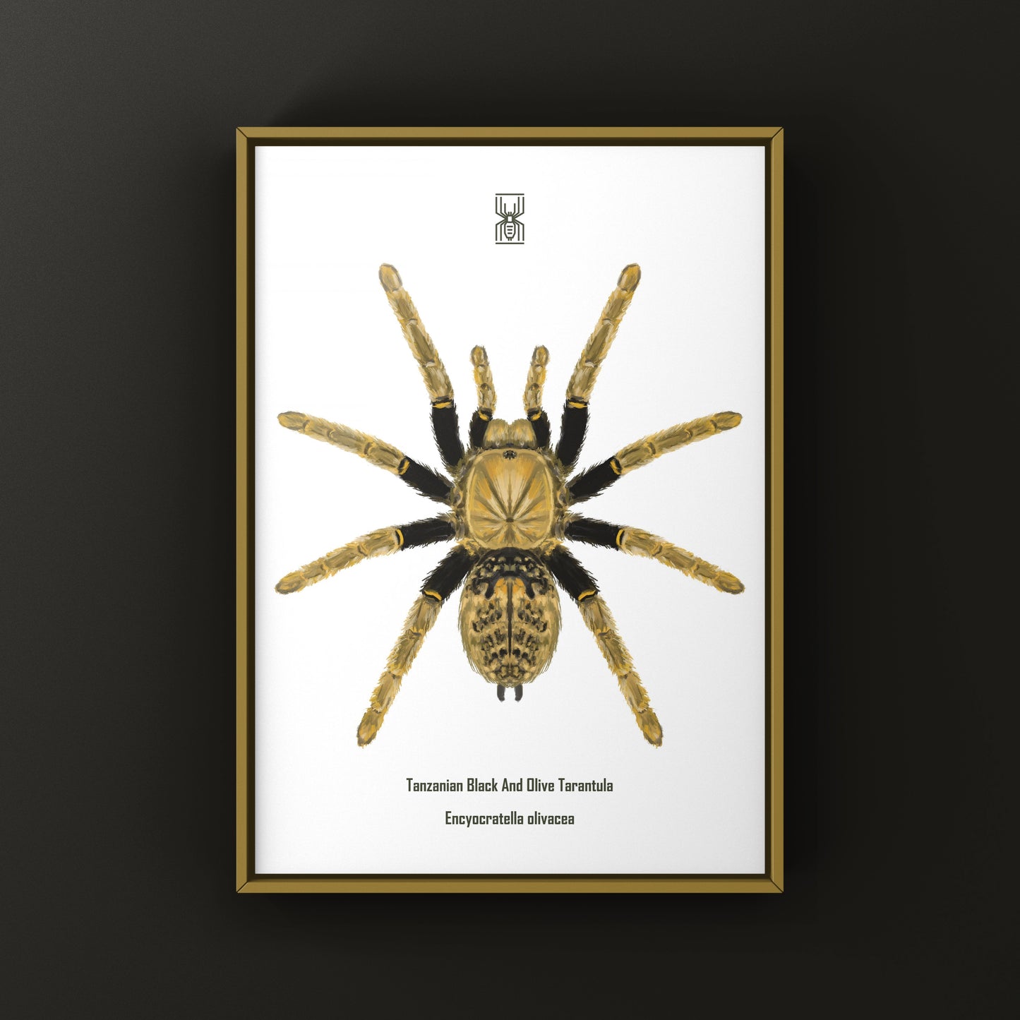 Tanzanian Black and Olive Tarantula, Encyocratella Olivacea, Photographic Art Print from The Silk Ranch