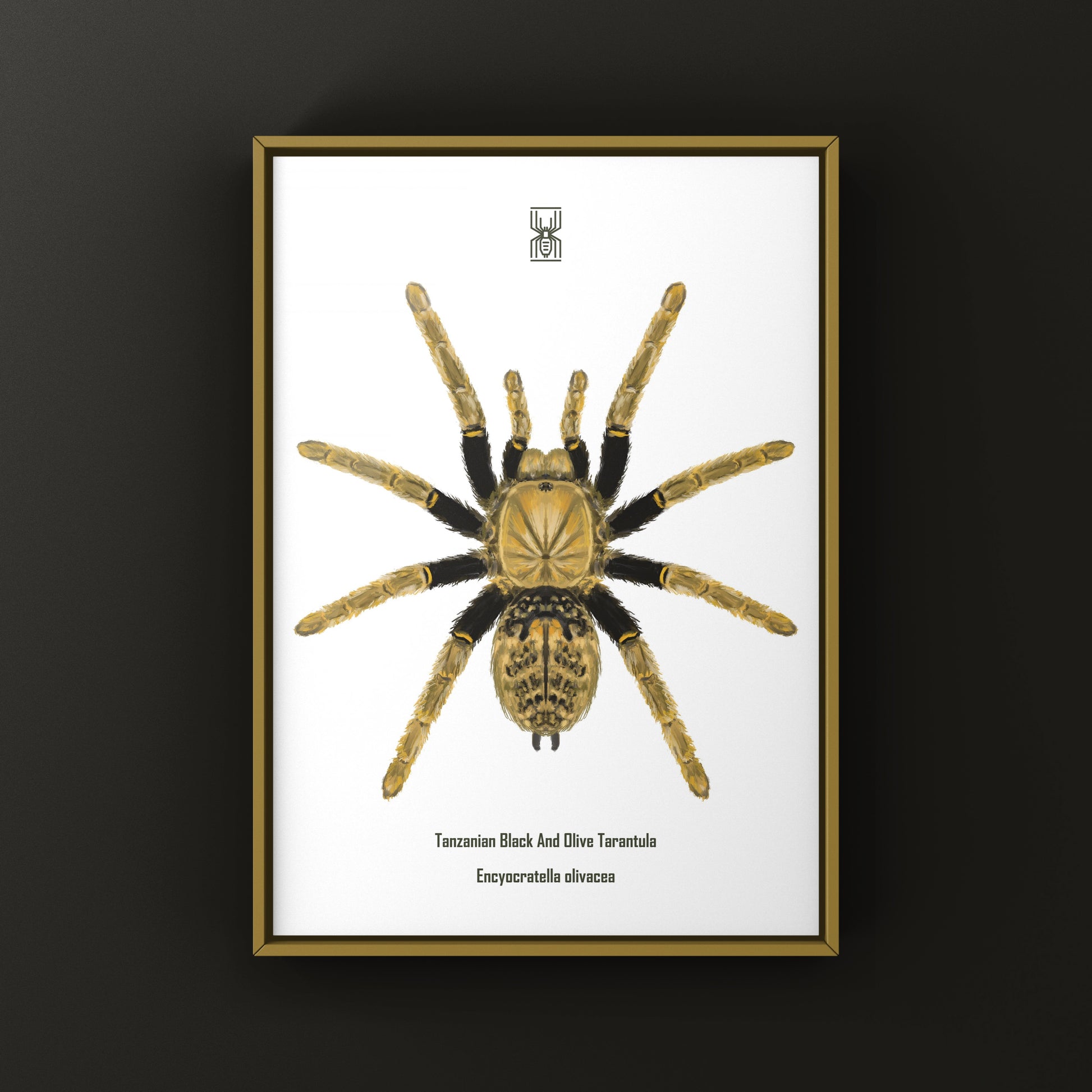 Tanzanian Black and Olive Tarantula, Encyocratella Olivacea, Photographic Art Print from The Silk Ranch