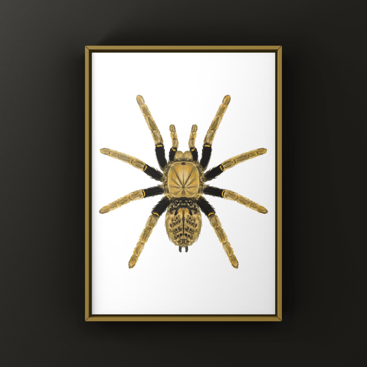 Tanzanian Black and Olive Tarantula, Encyocratella Olivacea, Photographic Art Print from The Silk Ranch
