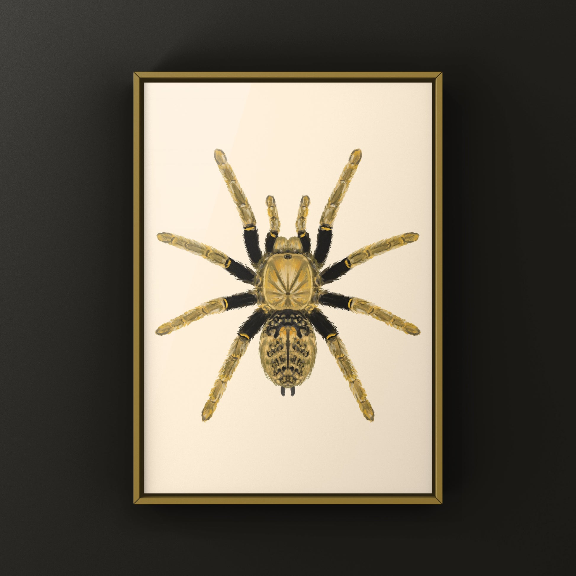 Tanzanian Black and Olive Tarantula, Encyocratella Olivacea, Photographic Art Print from The Silk Ranch