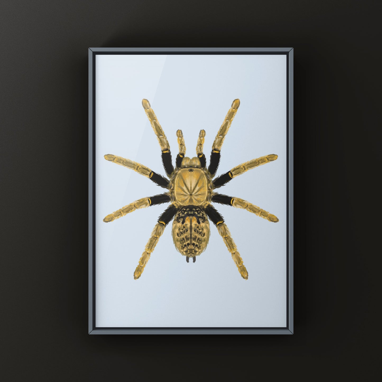 Tanzanian Black and Olive Tarantula, Encyocratella Olivacea, Photographic Art Print from The Silk Ranch