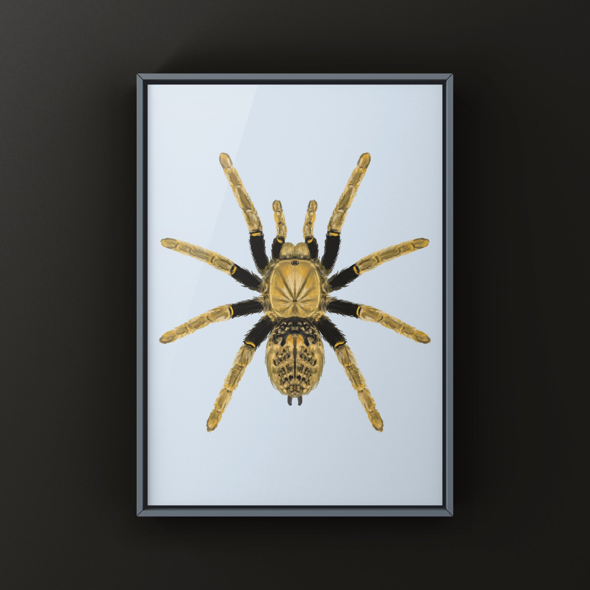 Tanzanian Black and Olive Tarantula, Encyocratella Olivacea, Photographic Art Print from The Silk Ranch