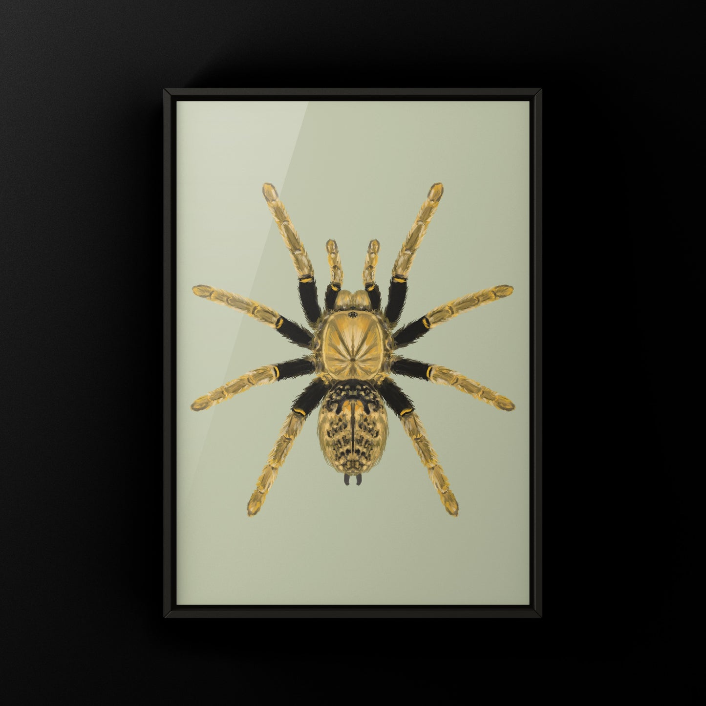 Tanzanian Black and Olive Tarantula, Encyocratella Olivacea, Photographic Art Print from The Silk Ranch