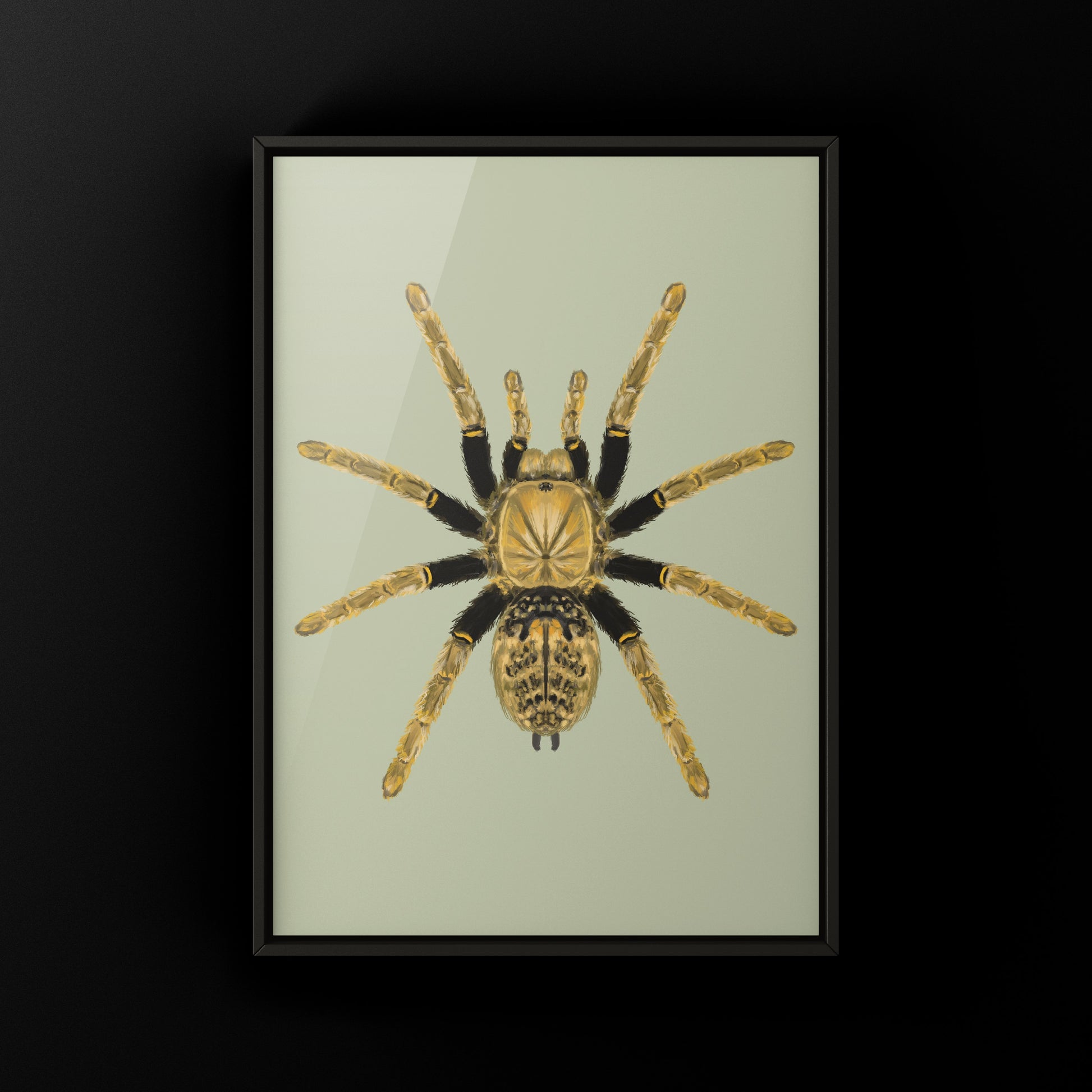 Tanzanian Black and Olive Tarantula, Encyocratella Olivacea, Photographic Art Print from The Silk Ranch