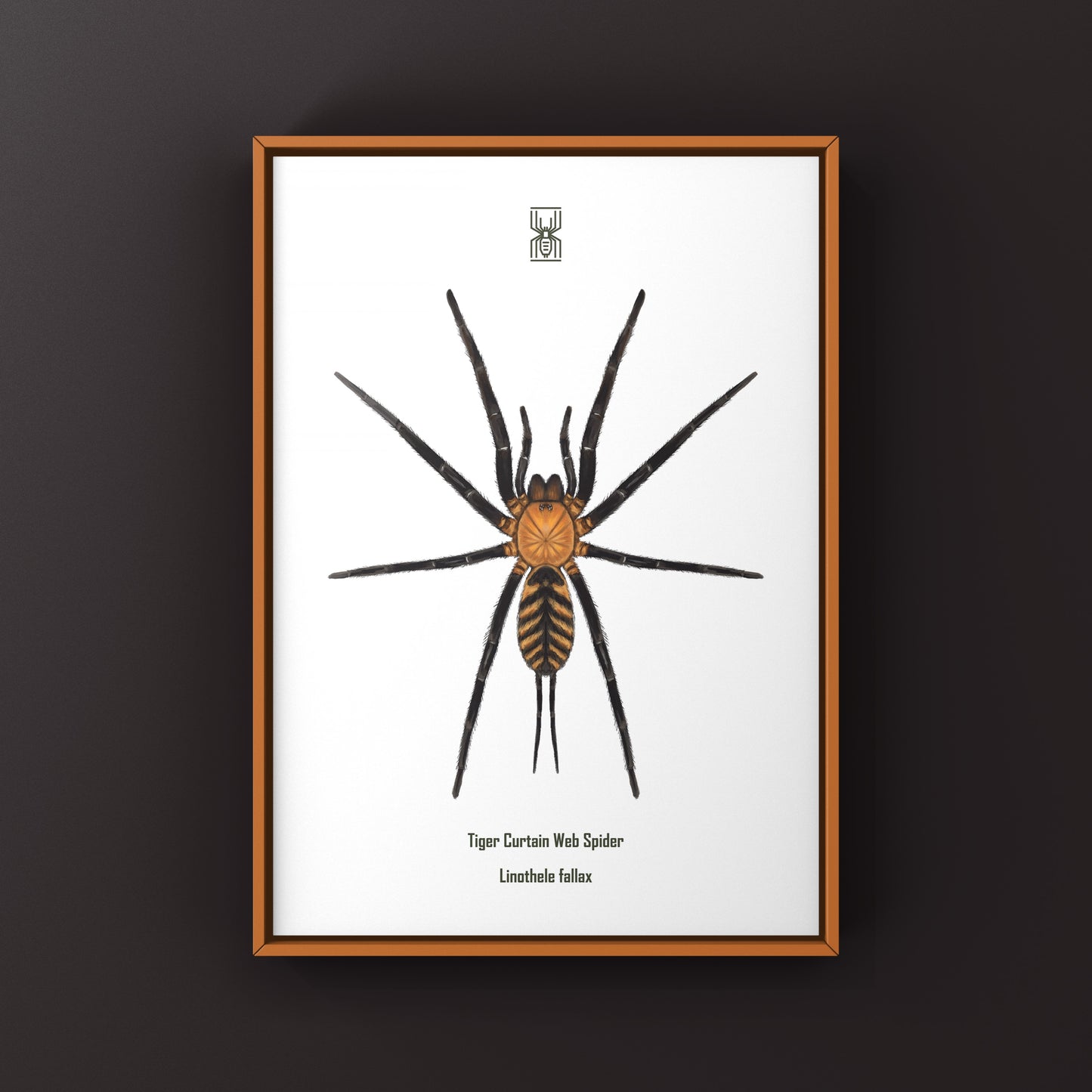 Tiger Curtain Web Spider, Linothele Fallax, Photographic Art Print from The Silk Ranch