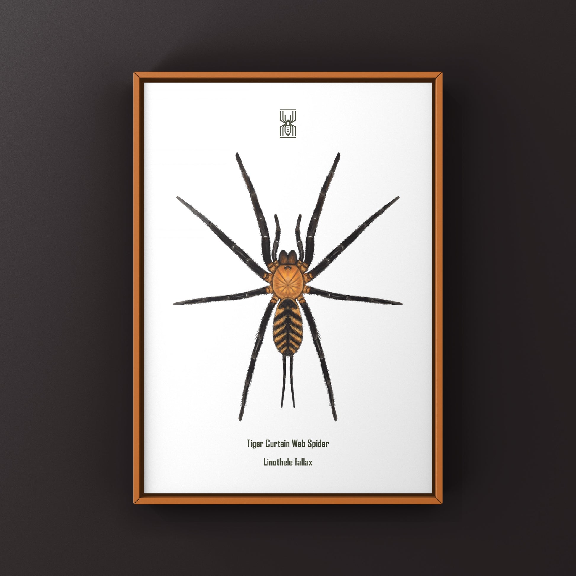Tiger Curtain Web Spider, Linothele Fallax, Photographic Art Print from The Silk Ranch