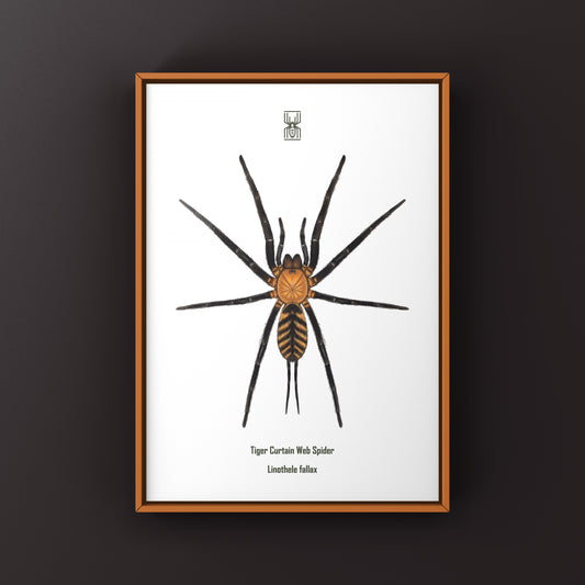 Tiger Curtain Web Spider, Linothele Fallax, Photographic Art Print from The Silk Ranch