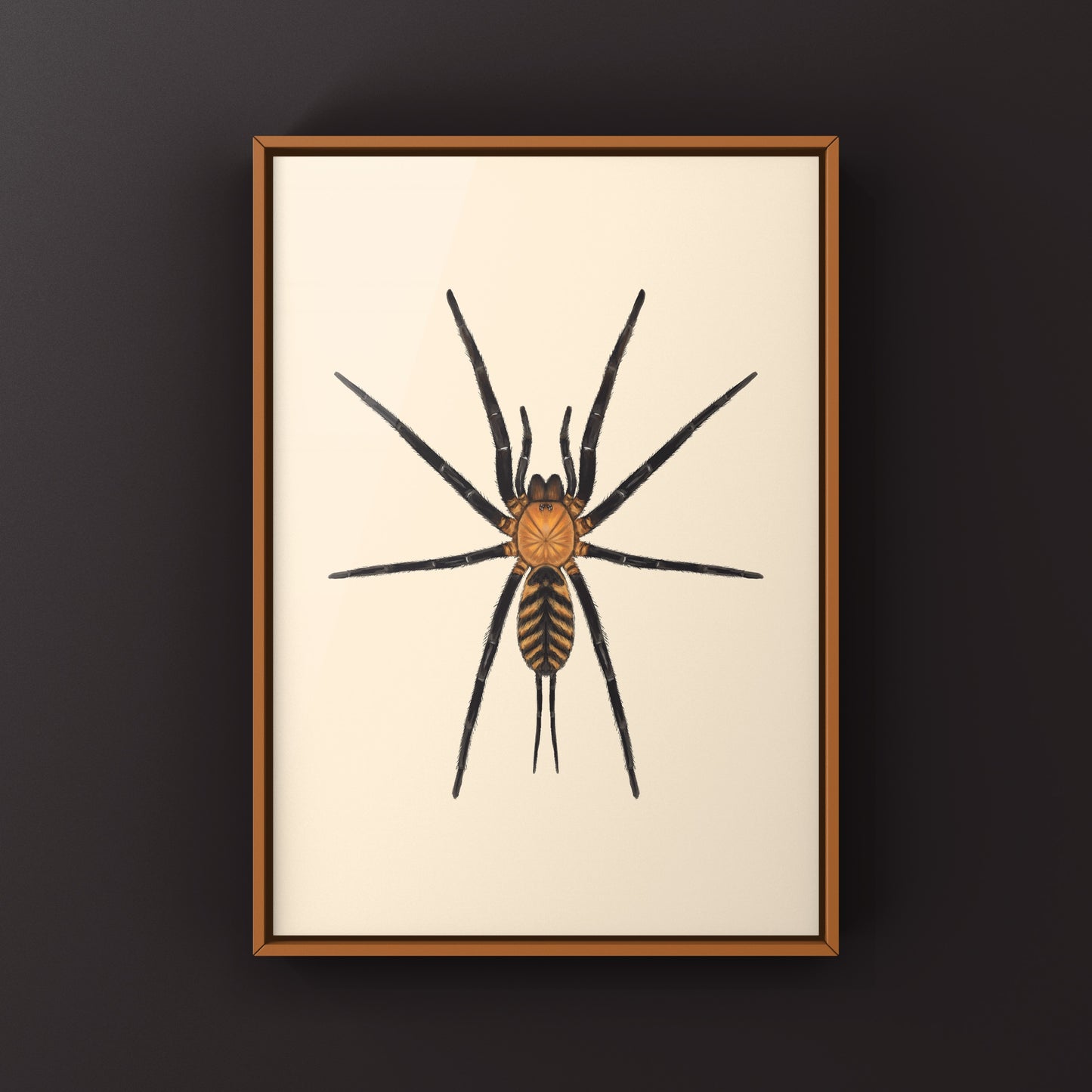 Tiger Curtain Web Spider, Linothele Fallax, Photographic Art Print from The Silk Ranch