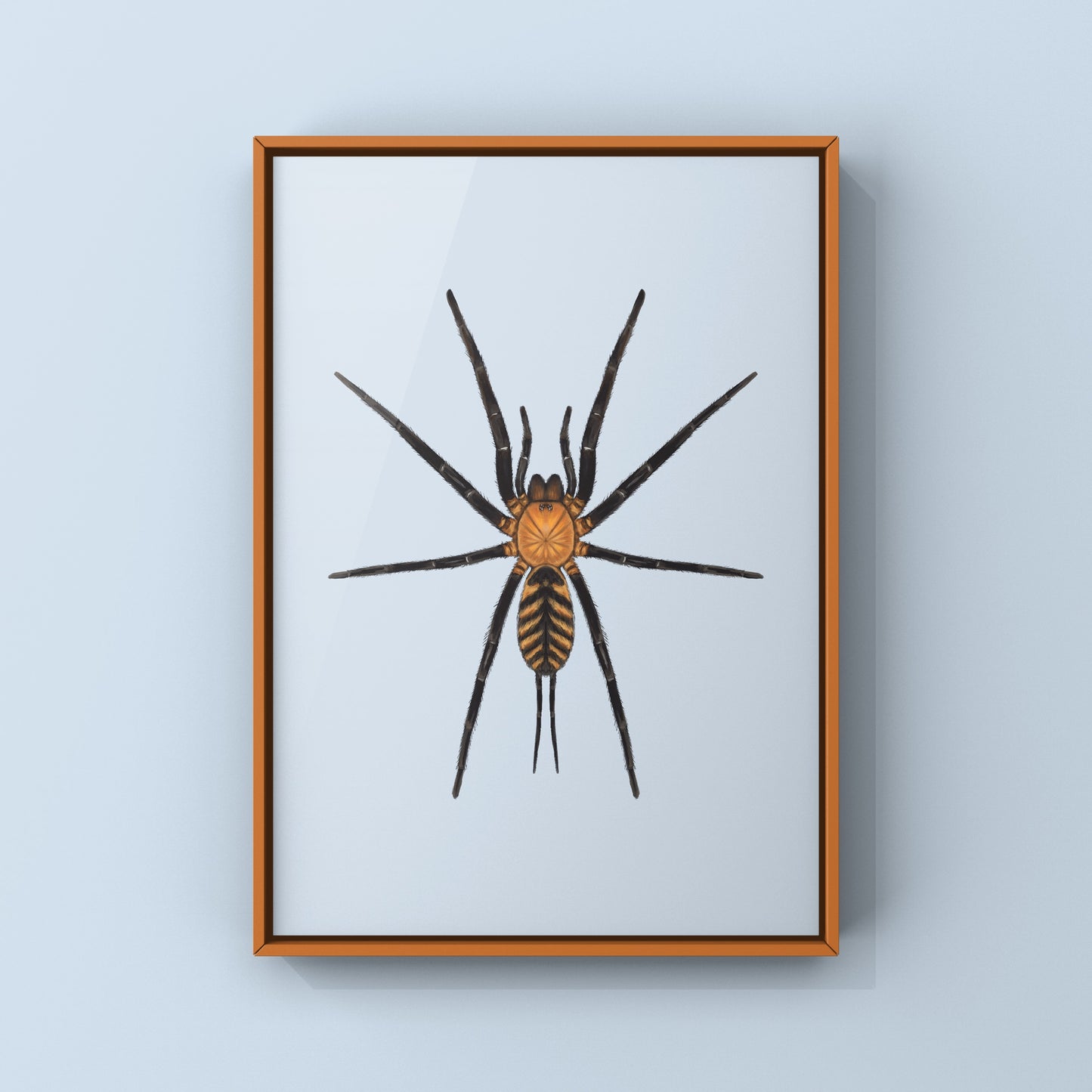 Tiger Curtain Web Spider, Linothele Fallax, Photographic Art Print from The Silk Ranch