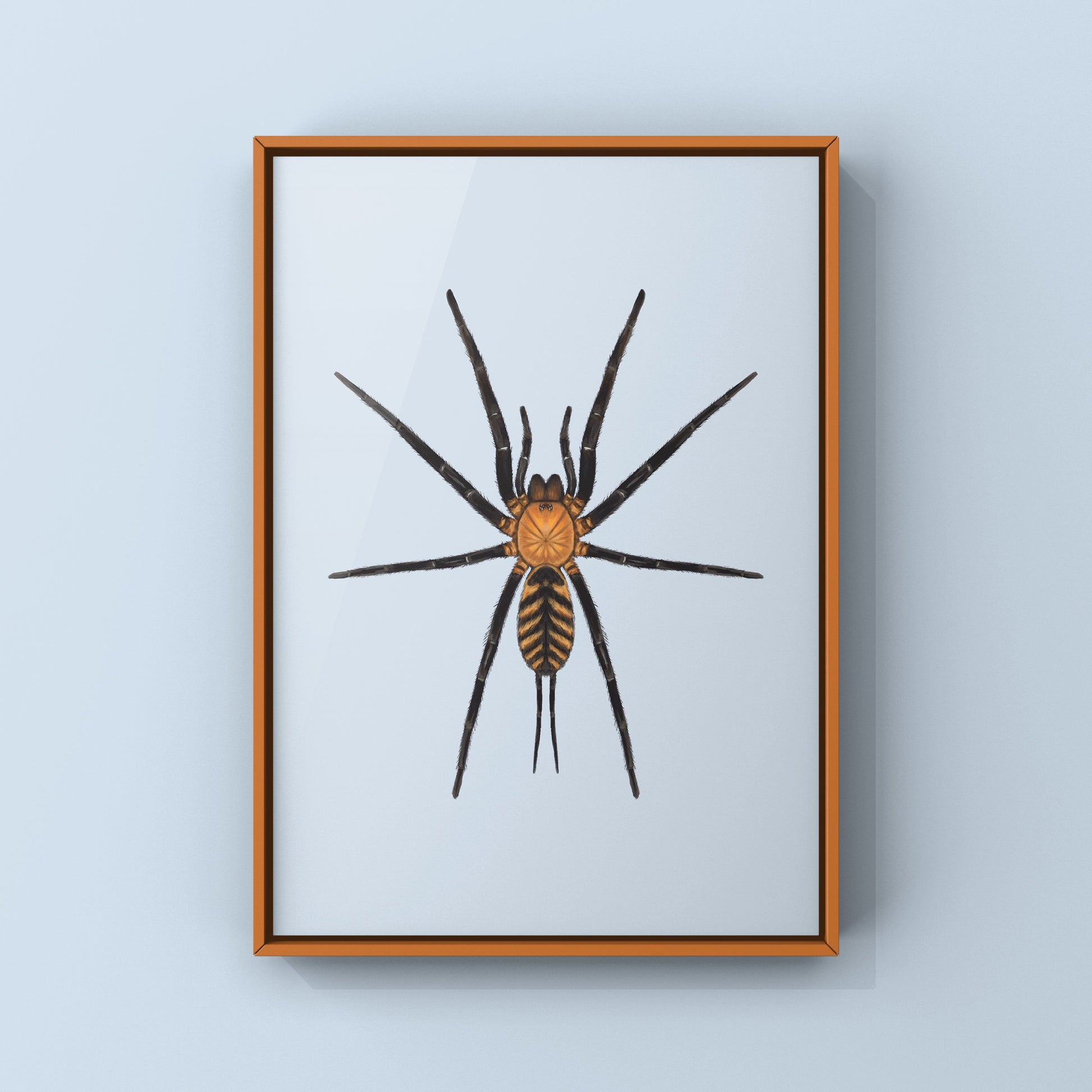 Tiger Curtain Web Spider, Linothele Fallax, Photographic Art Print from The Silk Ranch