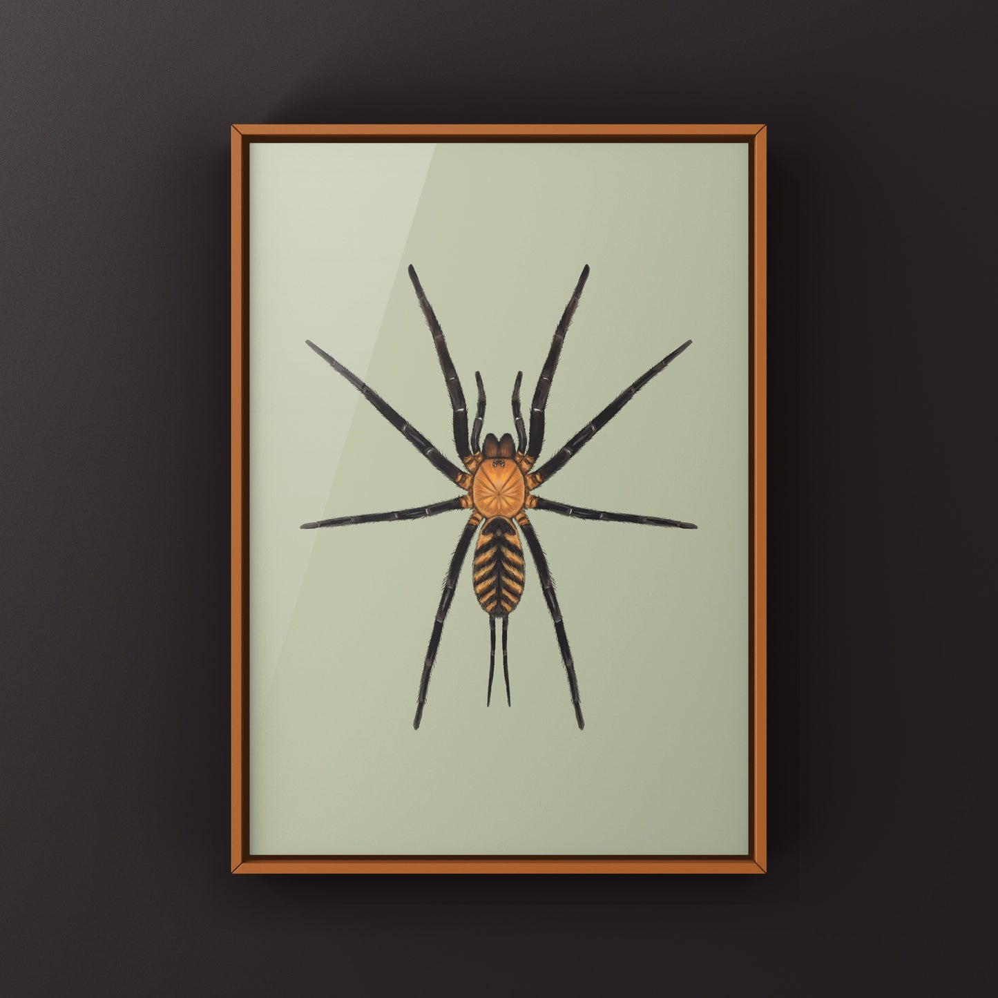 Tiger Curtain Web Spider, Linothele Fallax, Photographic Art Print from The Silk Ranch