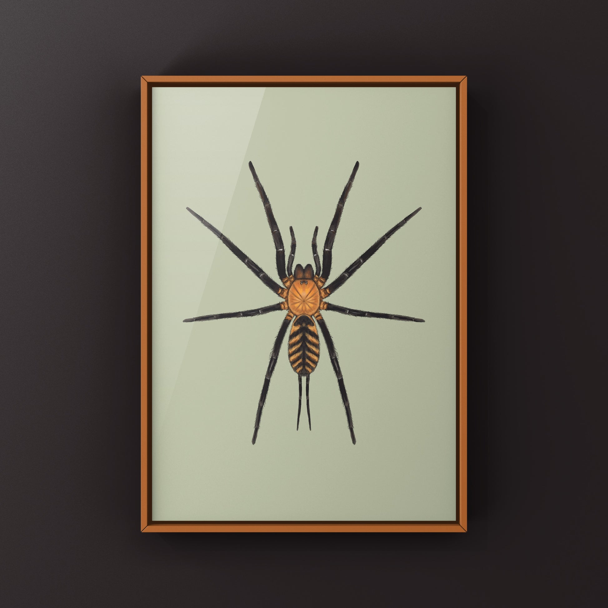 Tiger Curtain Web Spider, Linothele Fallax, Photographic Art Print from The Silk Ranch
