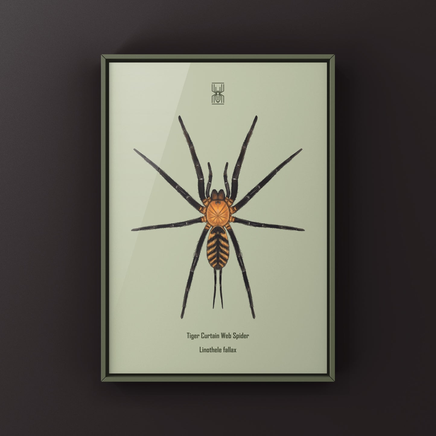 Tiger Curtain Web Spider, Linothele Fallax, Photographic Art Print from The Silk Ranch