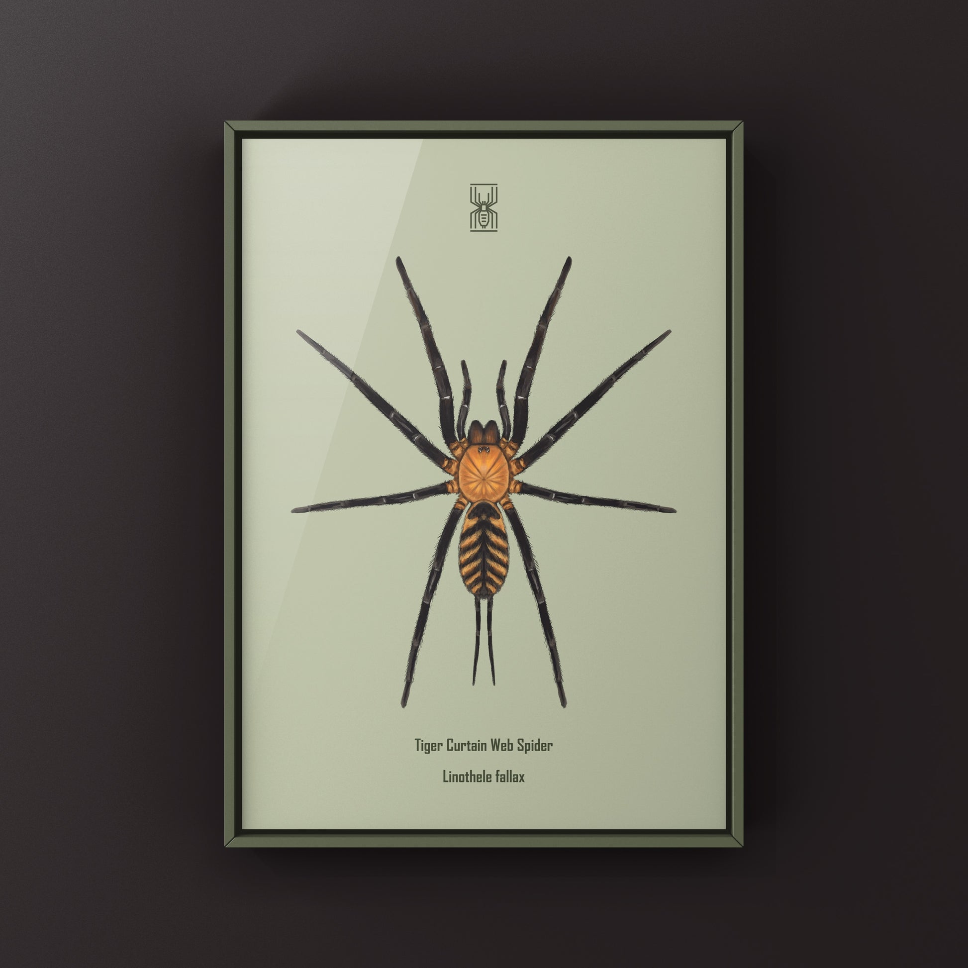 Tiger Curtain Web Spider, Linothele Fallax, Photographic Art Print from The Silk Ranch
