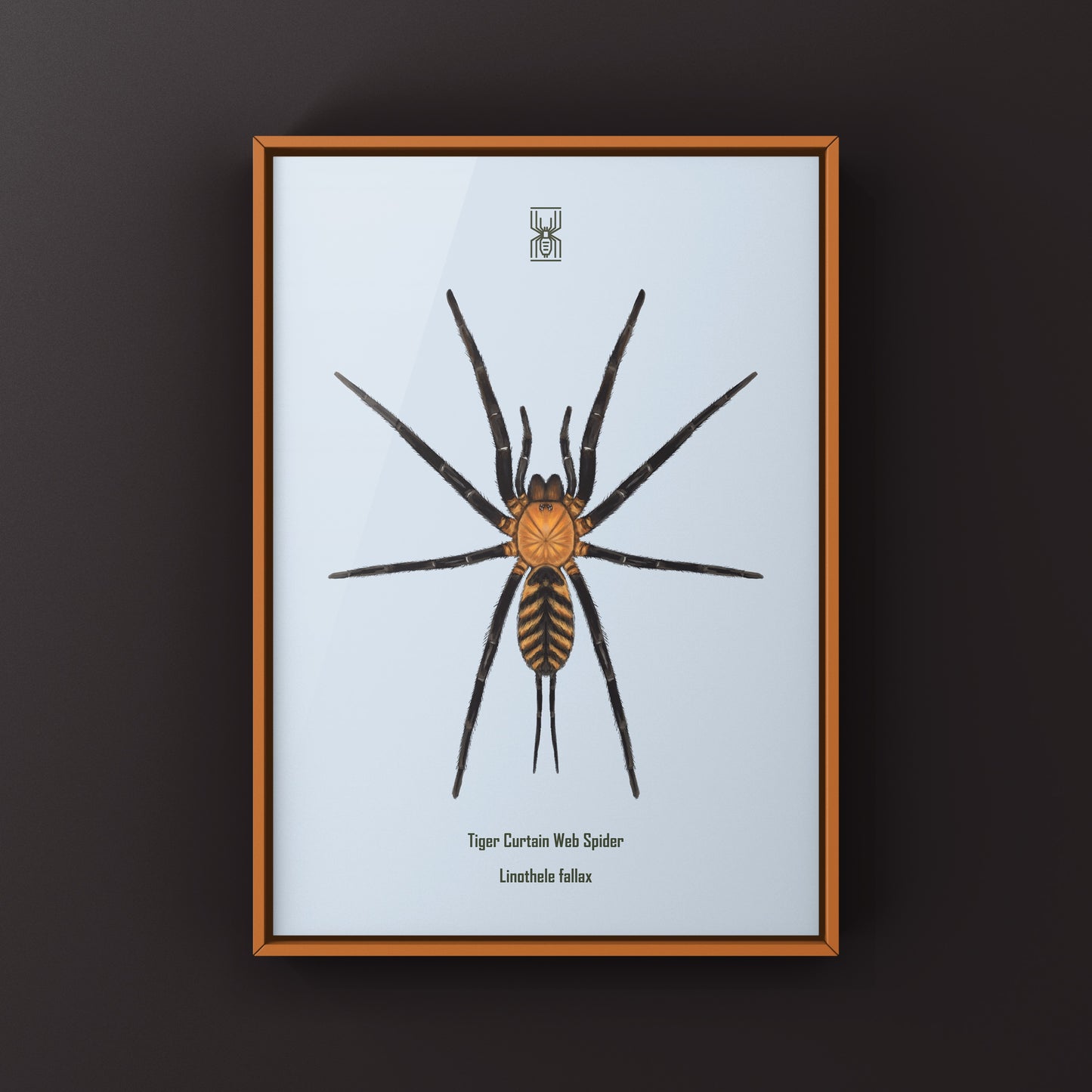 Tiger Curtain Web Spider, Linothele Fallax, Photographic Art Print from The Silk Ranch