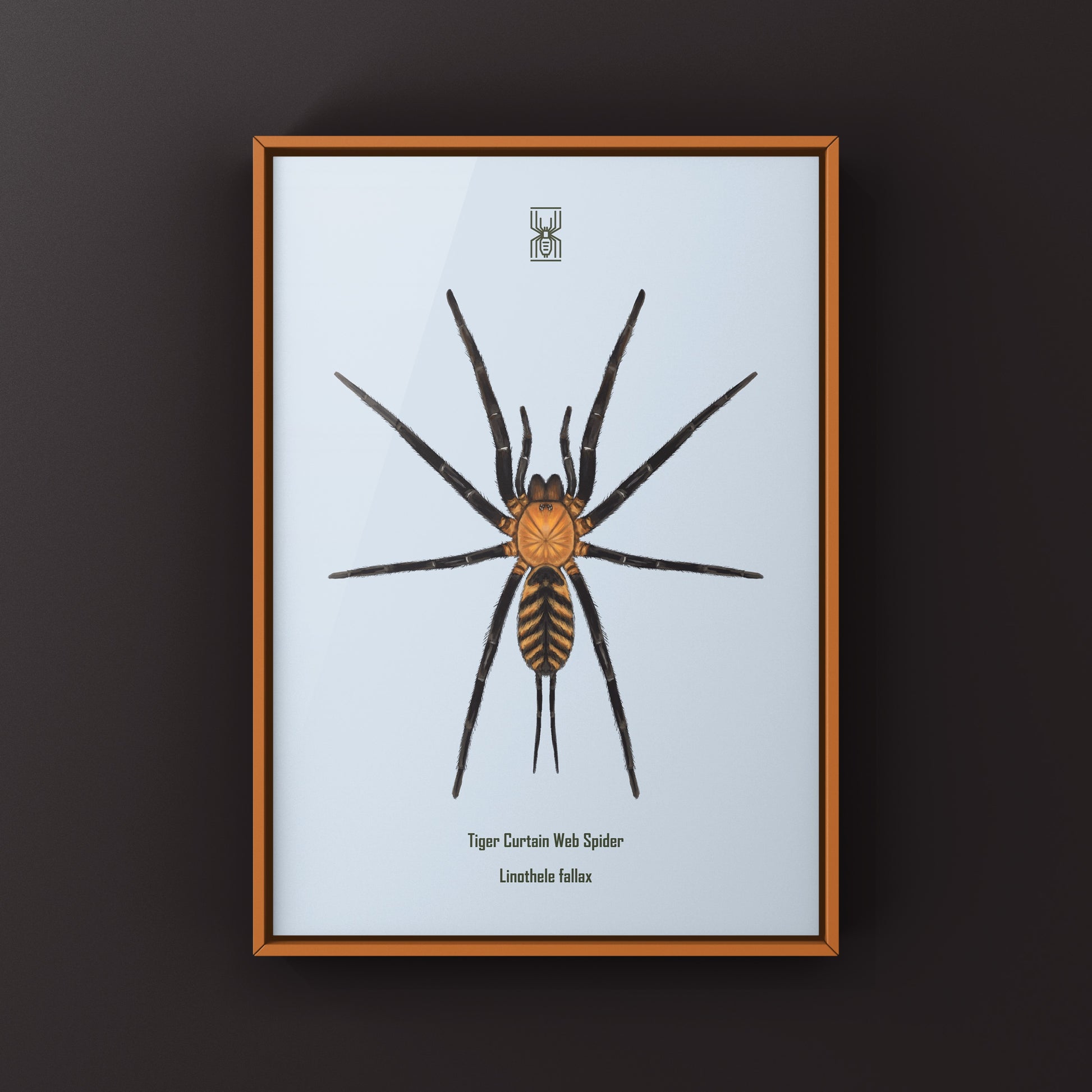 Tiger Curtain Web Spider, Linothele Fallax, Photographic Art Print from The Silk Ranch