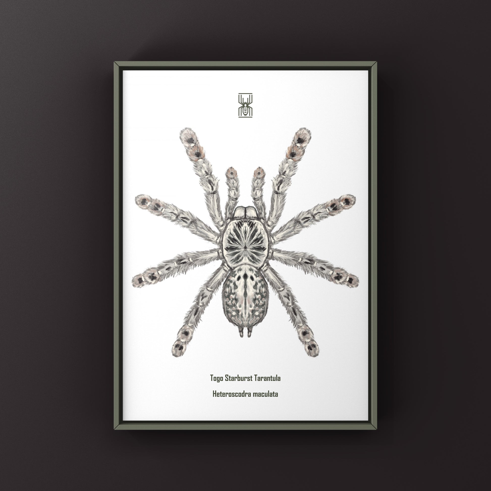 Togo Starburst Tarantula, Heteroscodra Maculata, Photographic Art Print from The Silk Ranch