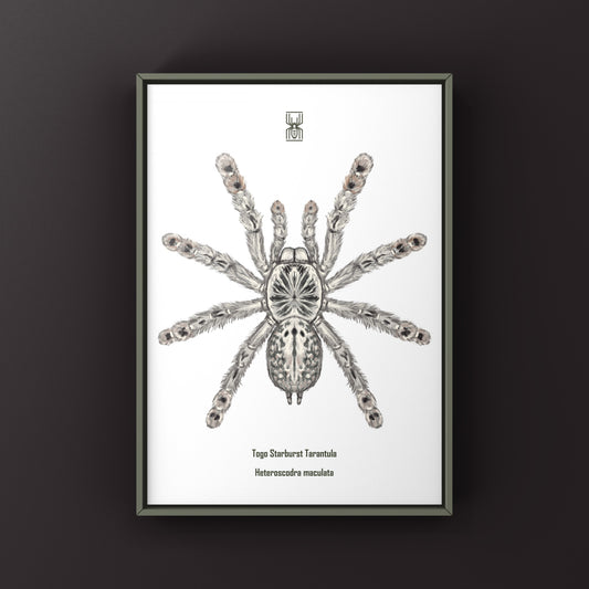 Togo Starburst Tarantula, Heteroscodra Maculata, Photographic Art Print from The Silk Ranch