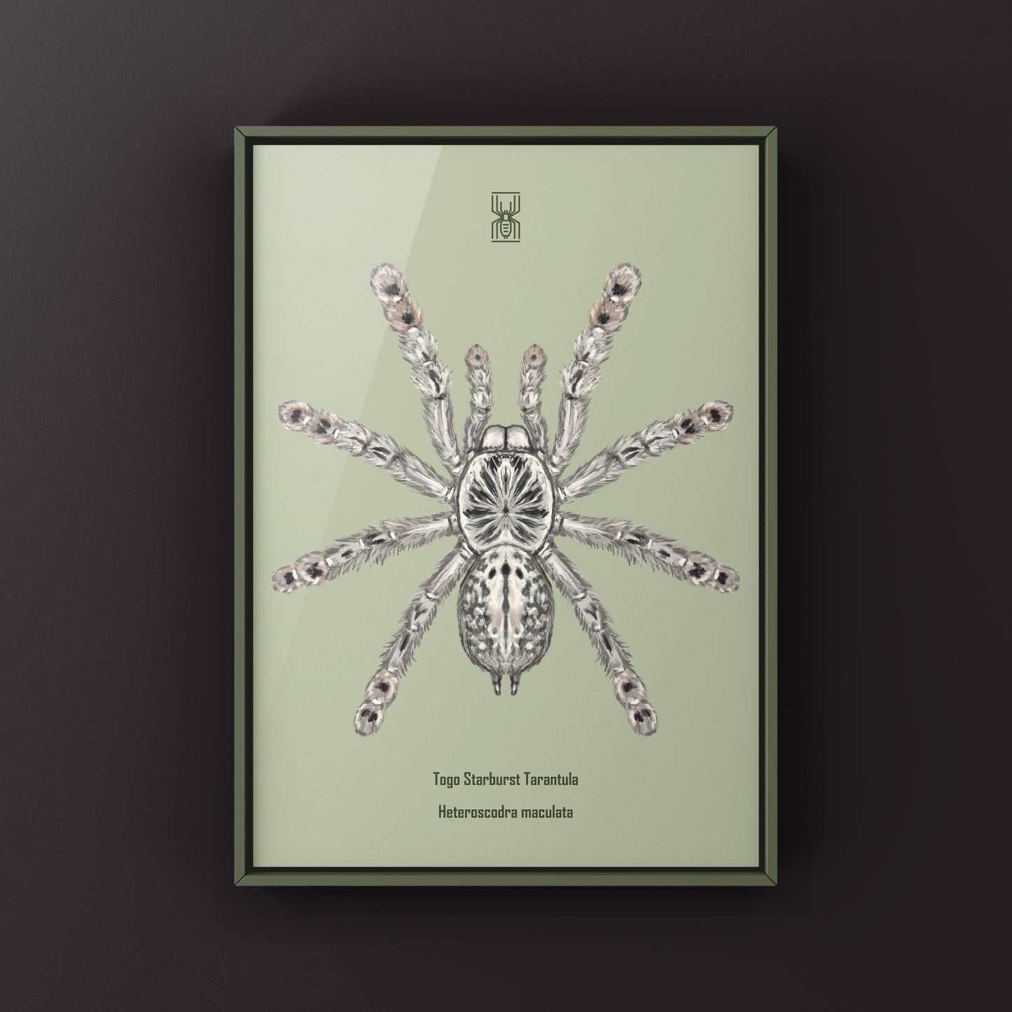 Togo Starburst Tarantula, Heteroscodra Maculata, Photographic Art Print from The Silk Ranch