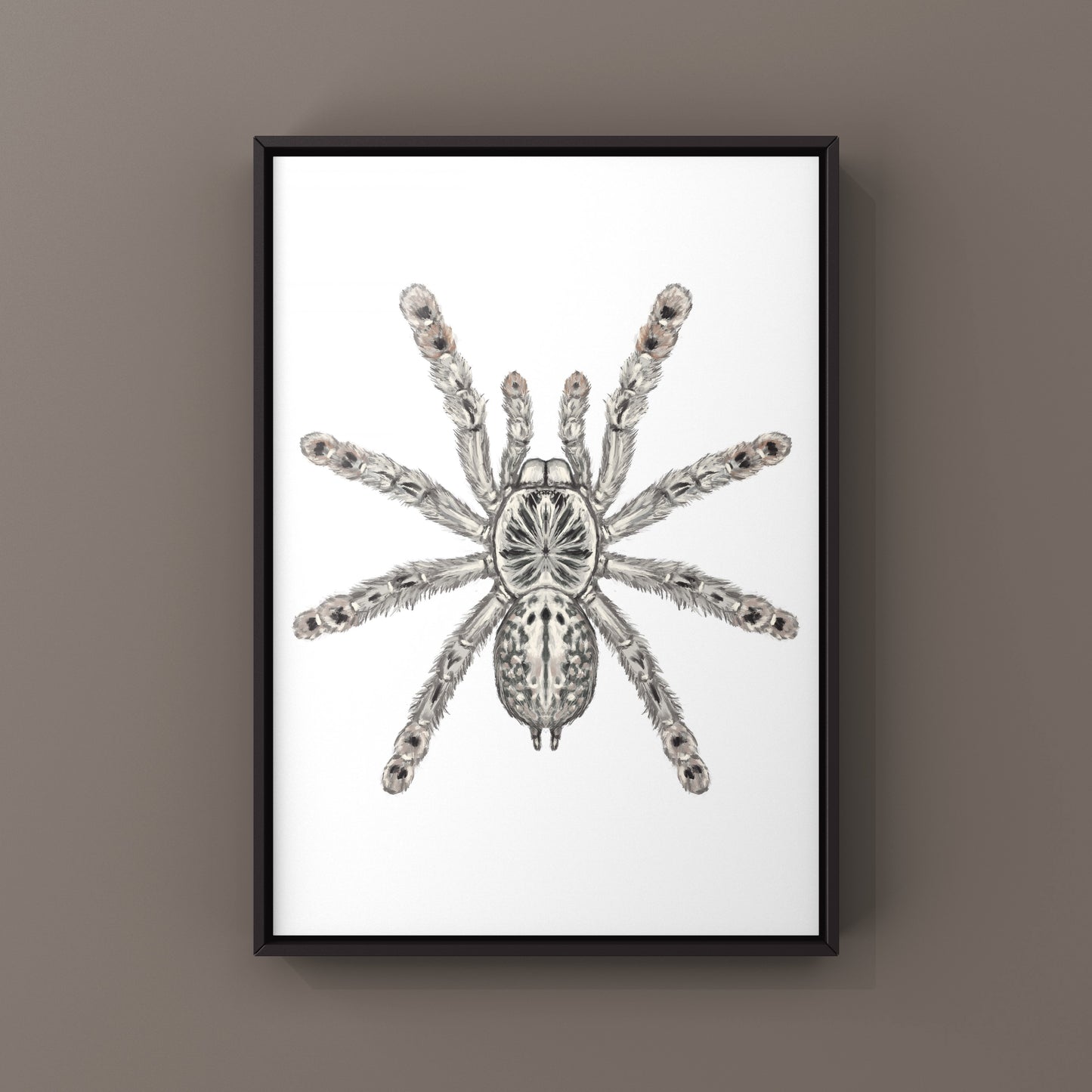 Togo Starburst Tarantula, Heteroscodra Maculata, Photographic Art Print from The Silk Ranch
