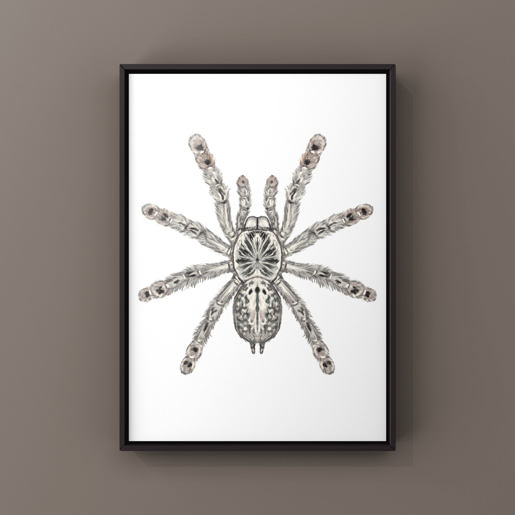 Togo Starburst Tarantula, Heteroscodra Maculata, Photographic Art Print from The Silk Ranch