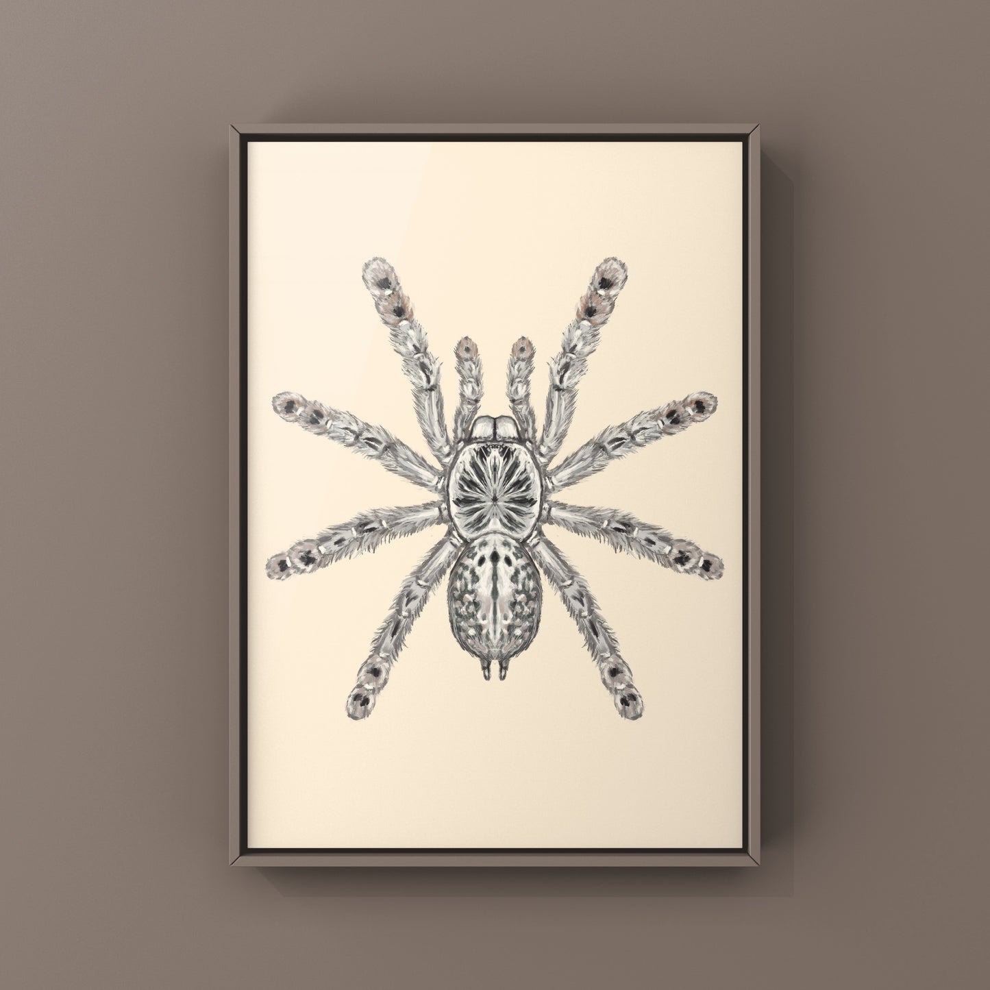 Togo Starburst Tarantula, Heteroscodra Maculata, Photographic Art Print from The Silk Ranch