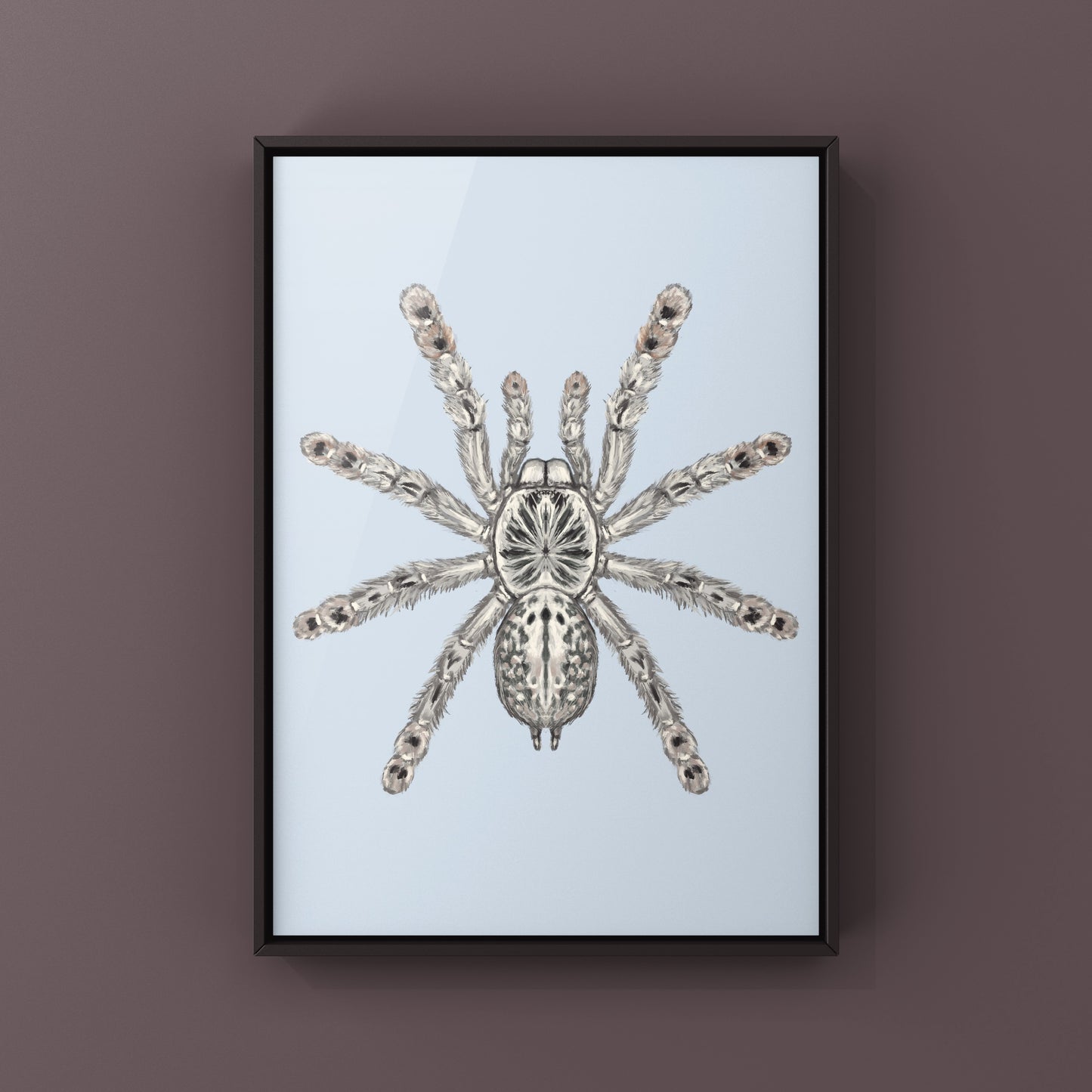 Togo Starburst Tarantula, Heteroscodra Maculata, Photographic Art Print from The Silk Ranch