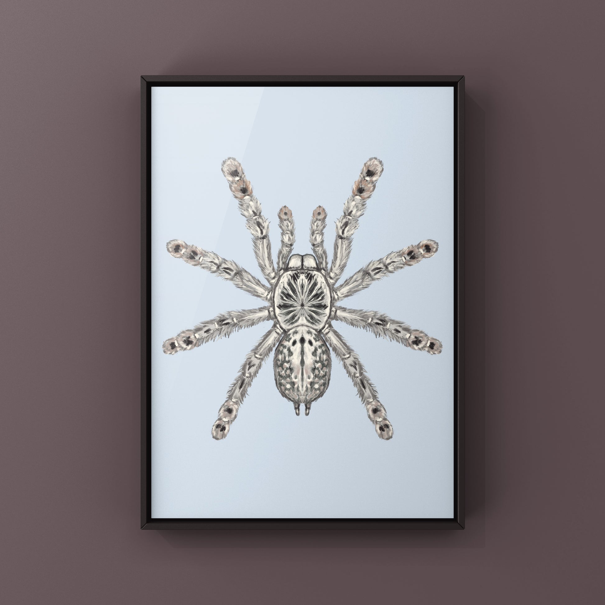 Togo Starburst Tarantula, Heteroscodra Maculata, Photographic Art Print from The Silk Ranch