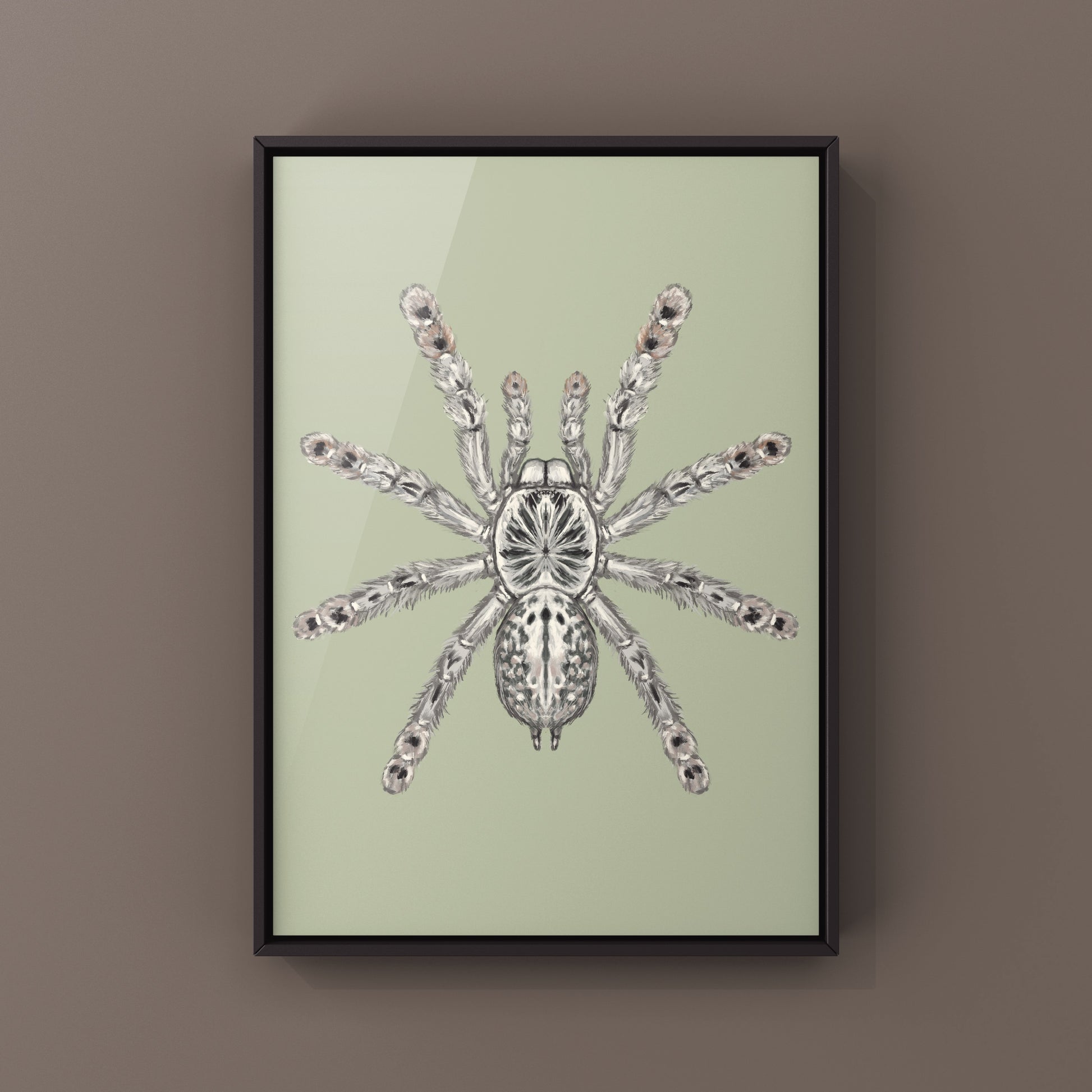 Togo Starburst Tarantula, Heteroscodra Maculata, Photographic Art Print from The Silk Ranch