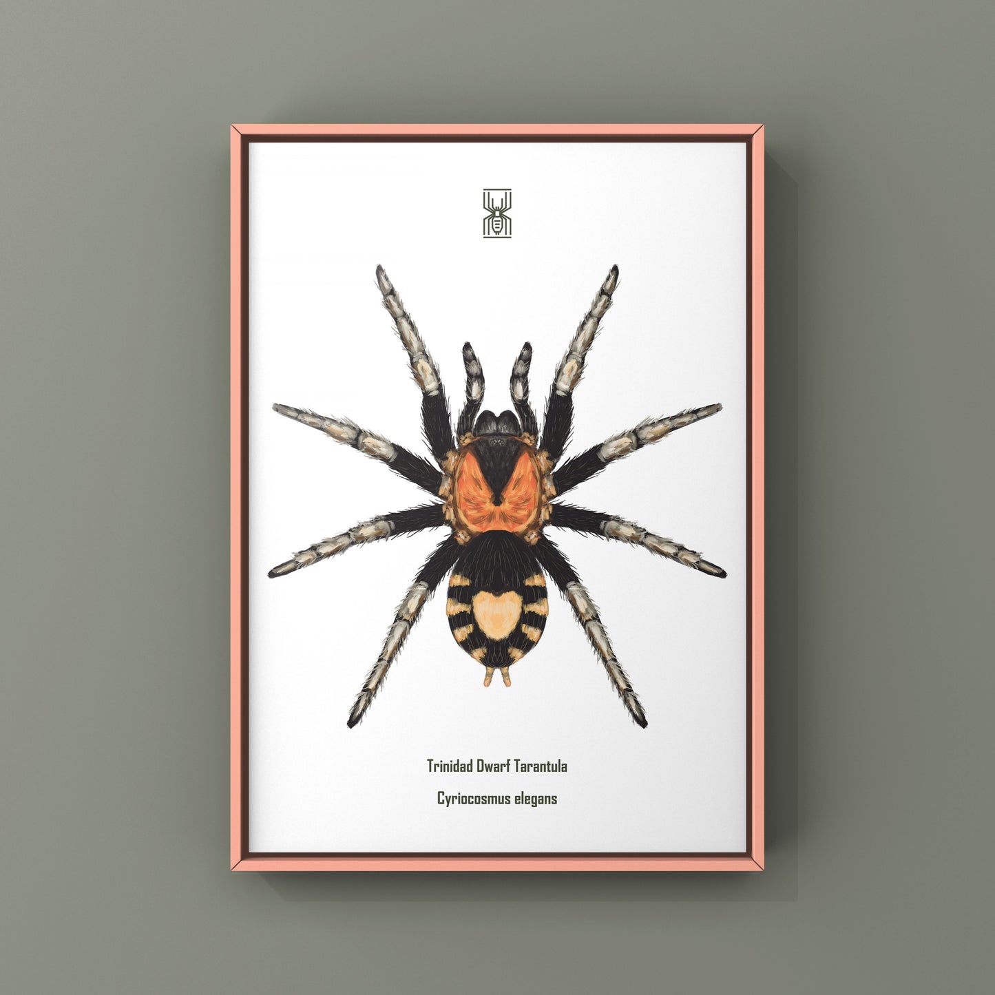 Trinidad Dwarf Tarantula, Cyriocosmus Elegans, Photographic Art Print from The Silk Ranch