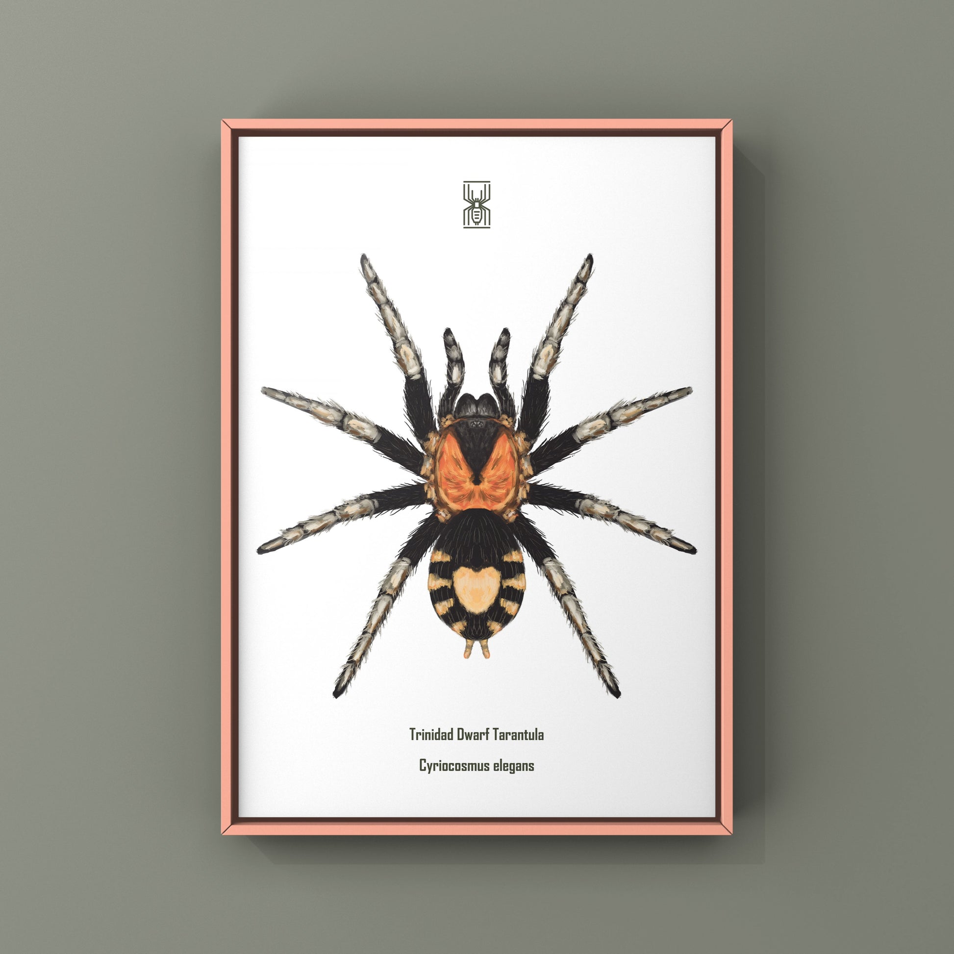 Trinidad Dwarf Tarantula, Cyriocosmus Elegans, Photographic Art Print from The Silk Ranch