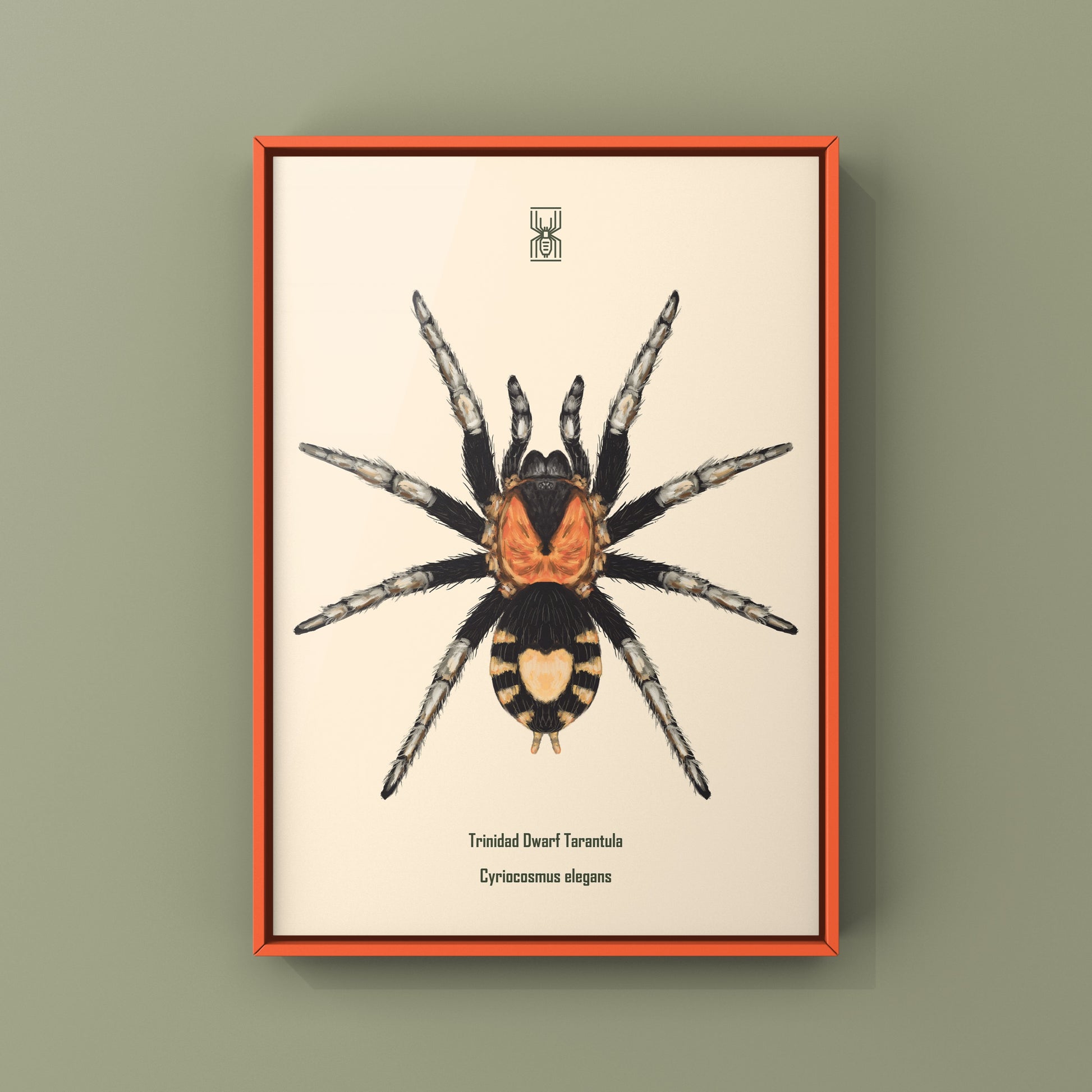 Trinidad Dwarf Tarantula, Cyriocosmus Elegans, Photographic Art Print from The Silk Ranch