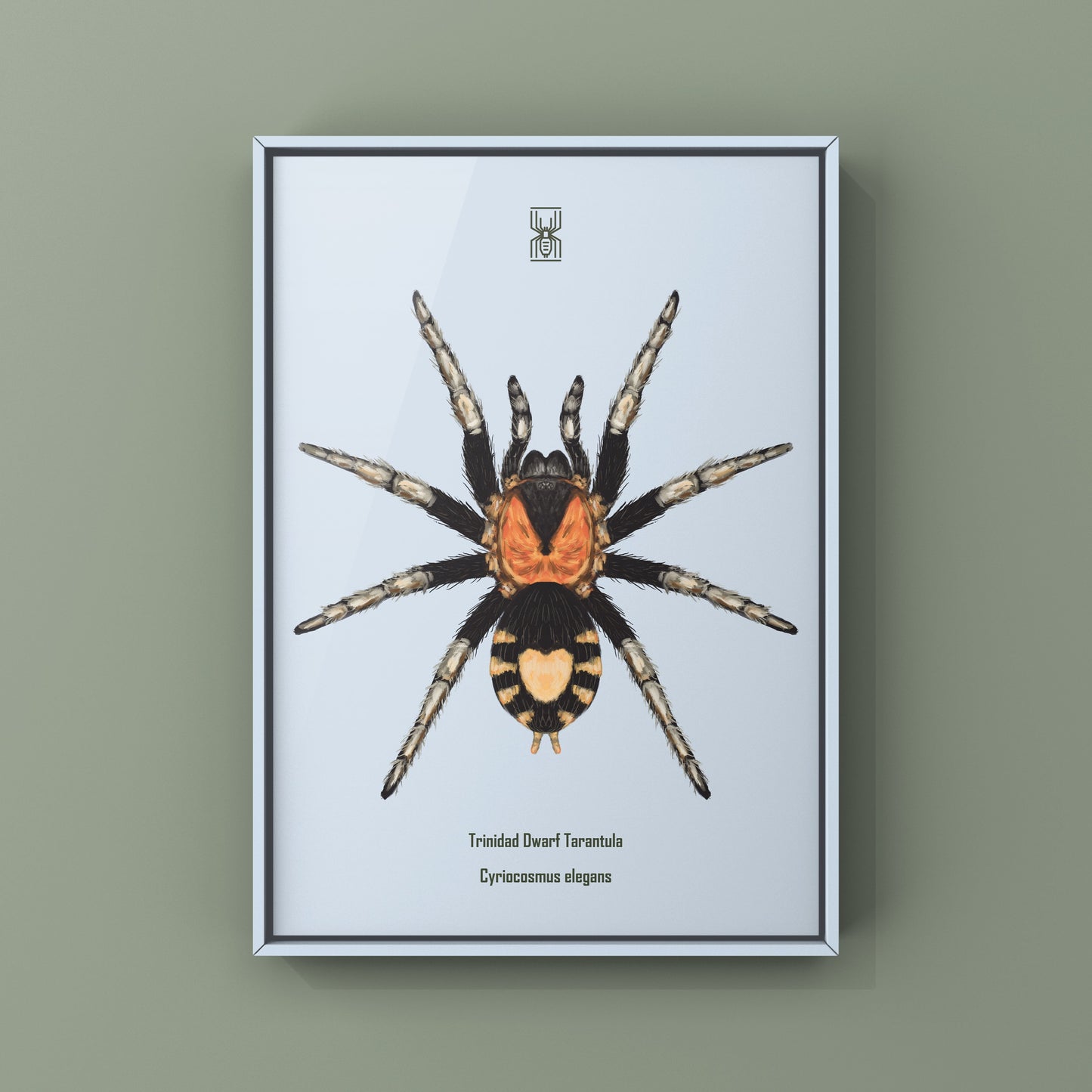 Trinidad Dwarf Tarantula, Cyriocosmus Elegans, Photographic Art Print from The Silk Ranch
